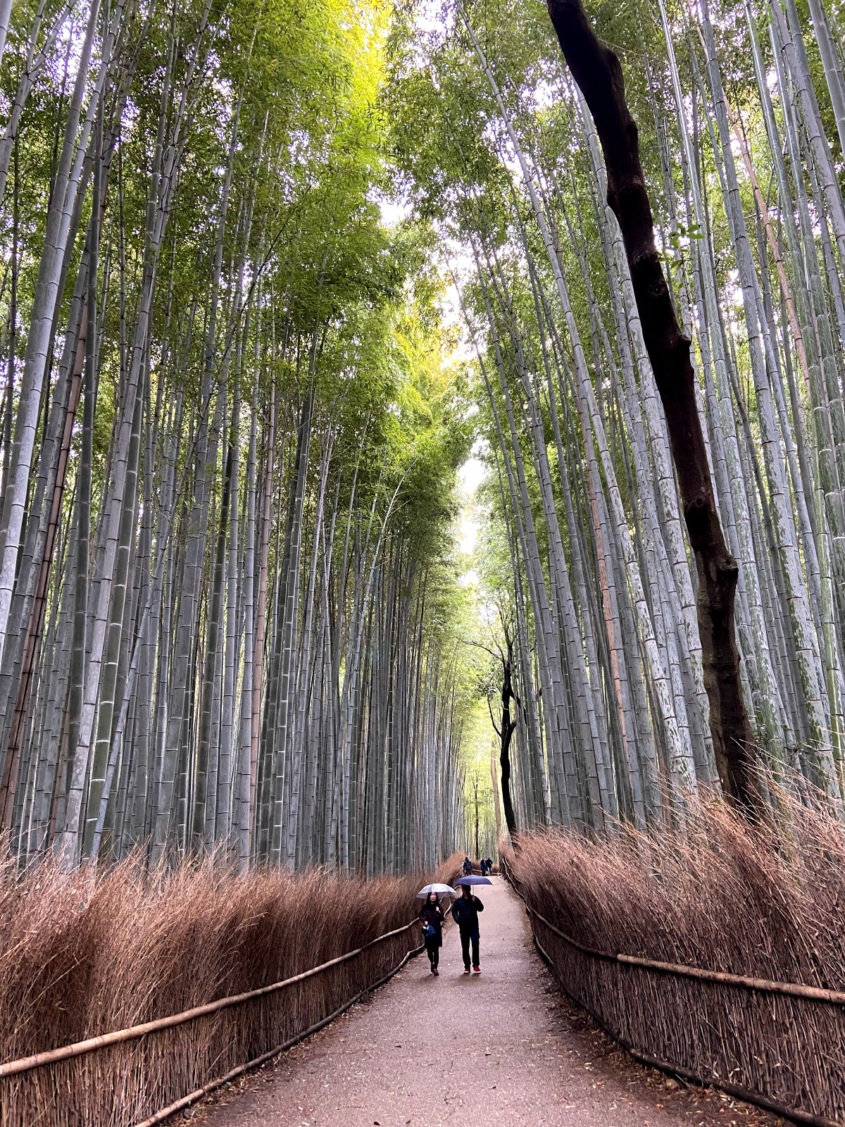 Arashiyama