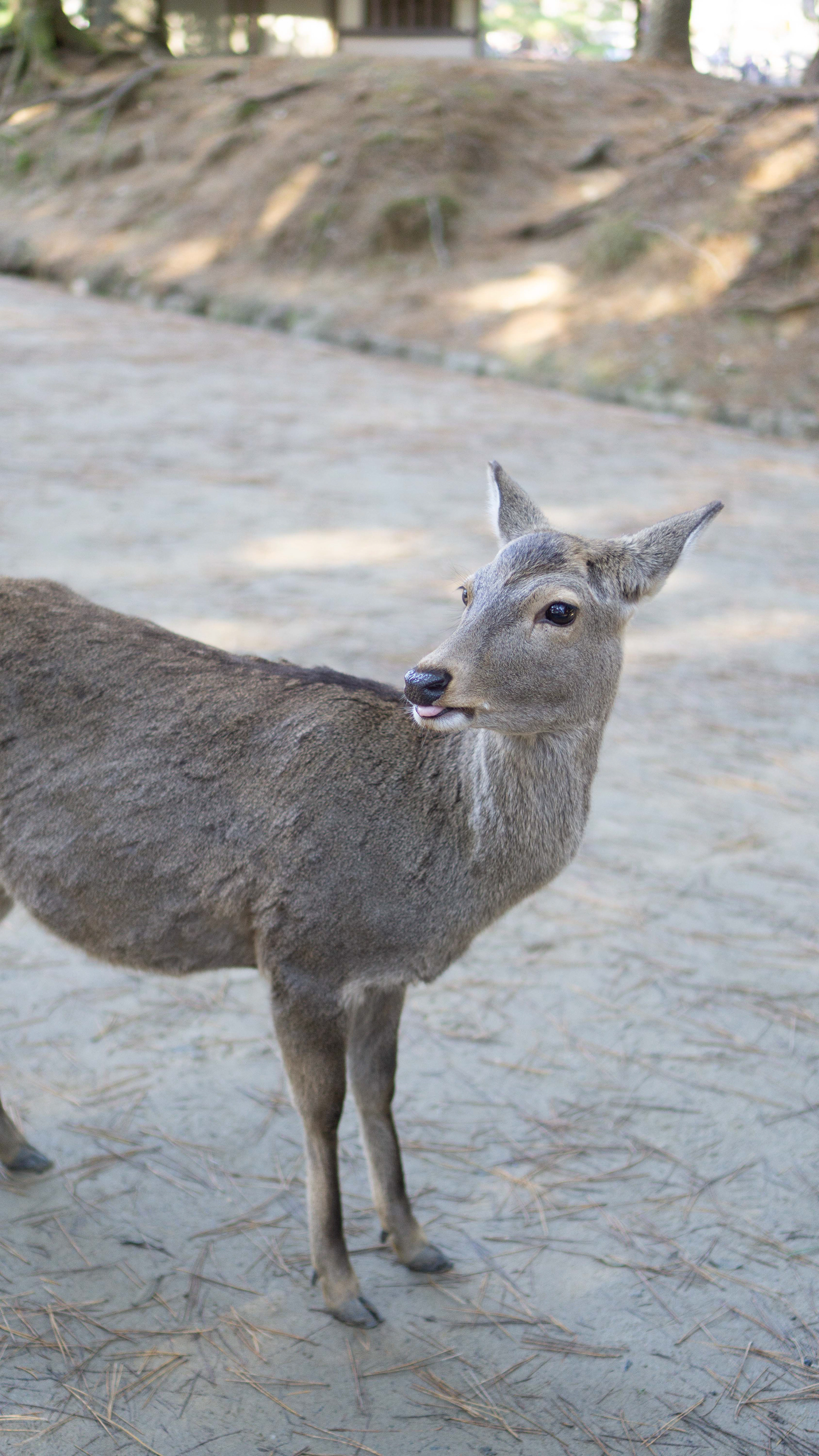 Nara Park