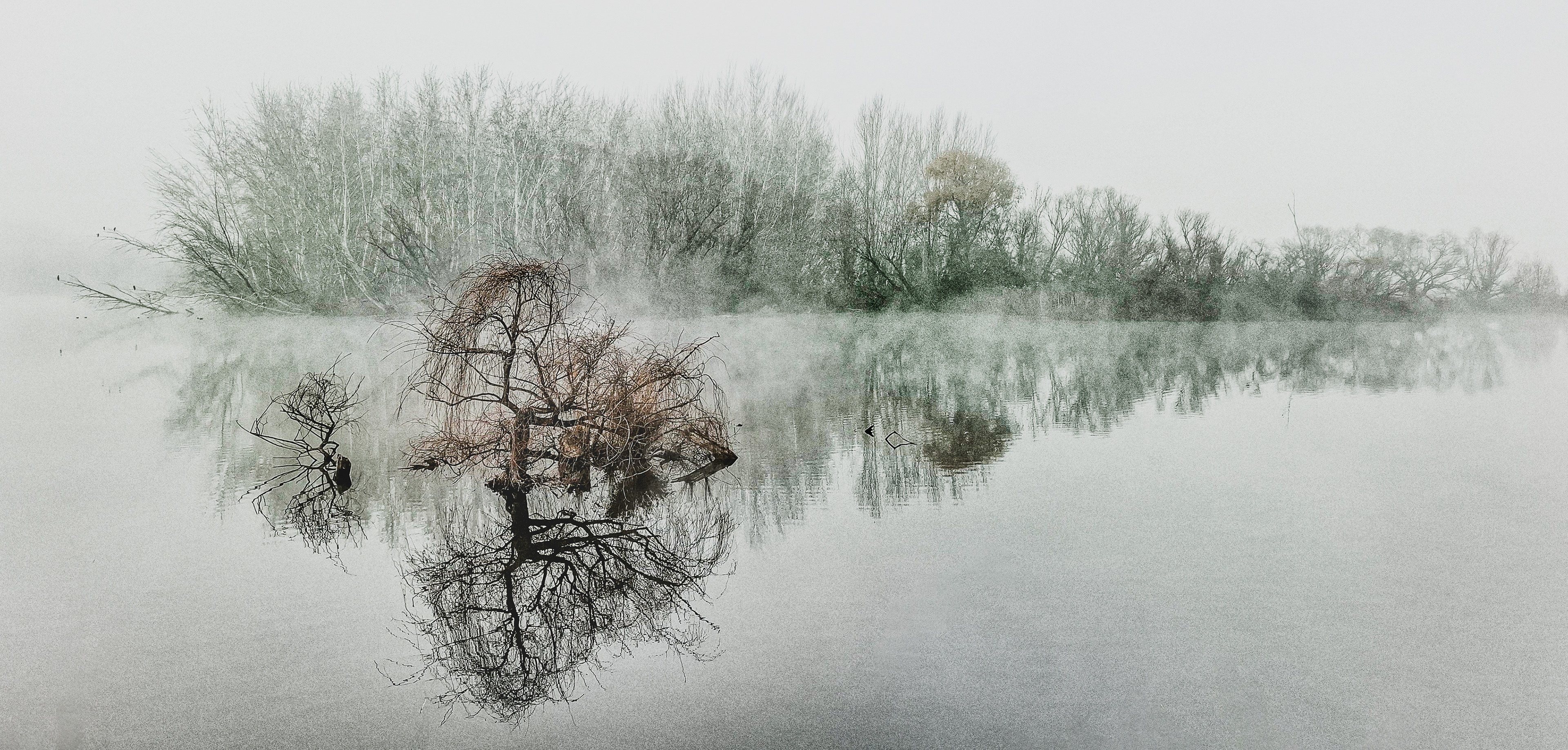 MISTY MORNING MOLONGLO RIVER and TREES