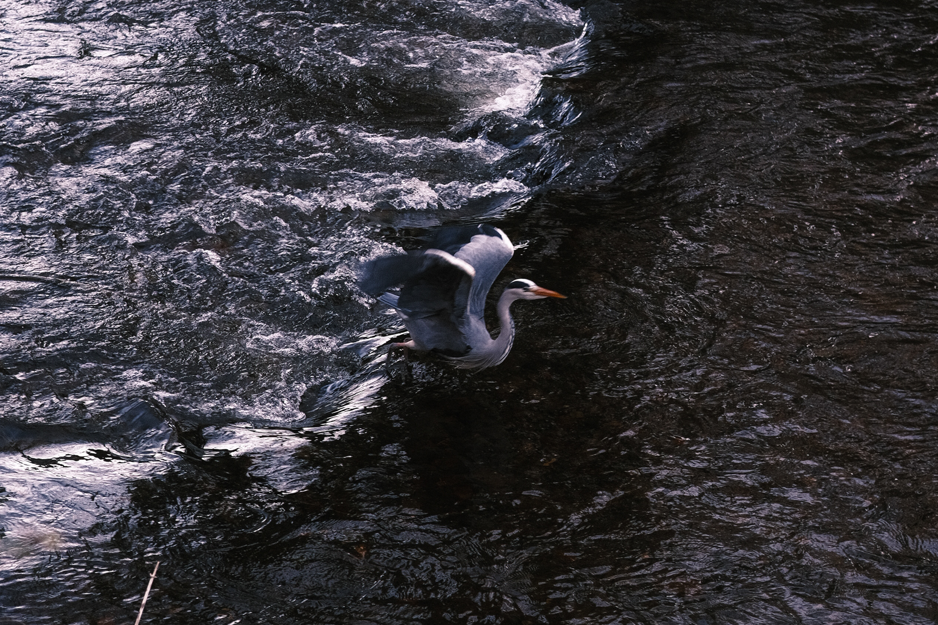 The Heron in Dublin who eyes me with the same indifference every time I spot him before he flies off into the distance.