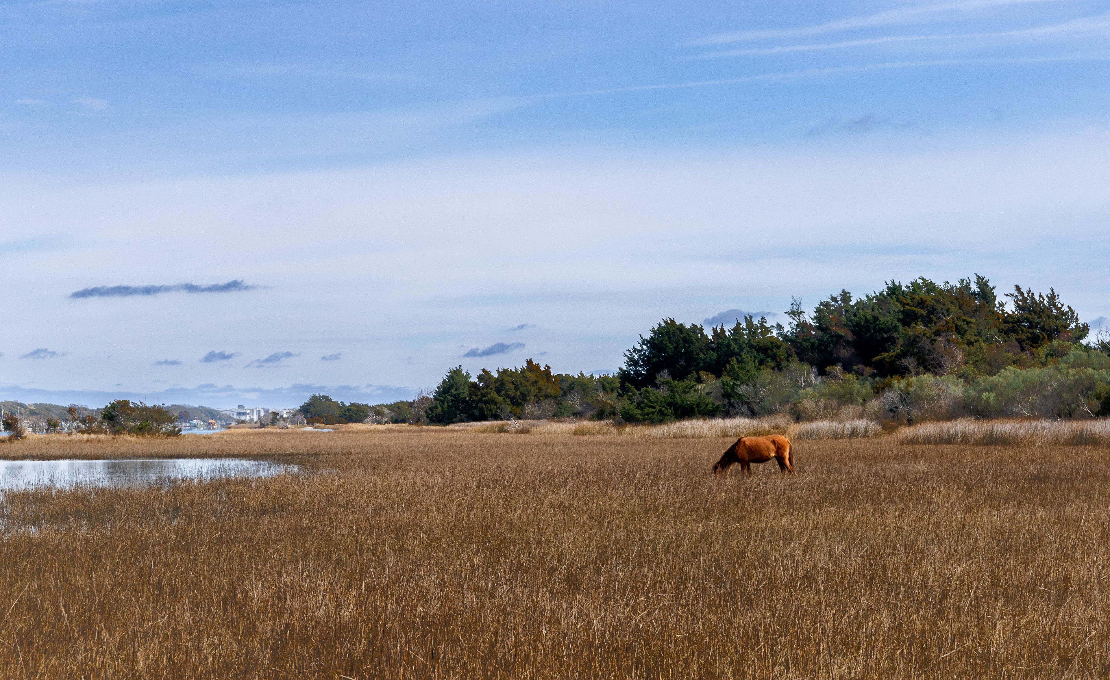 Rachel Carson Reserve, Beaufort, NC