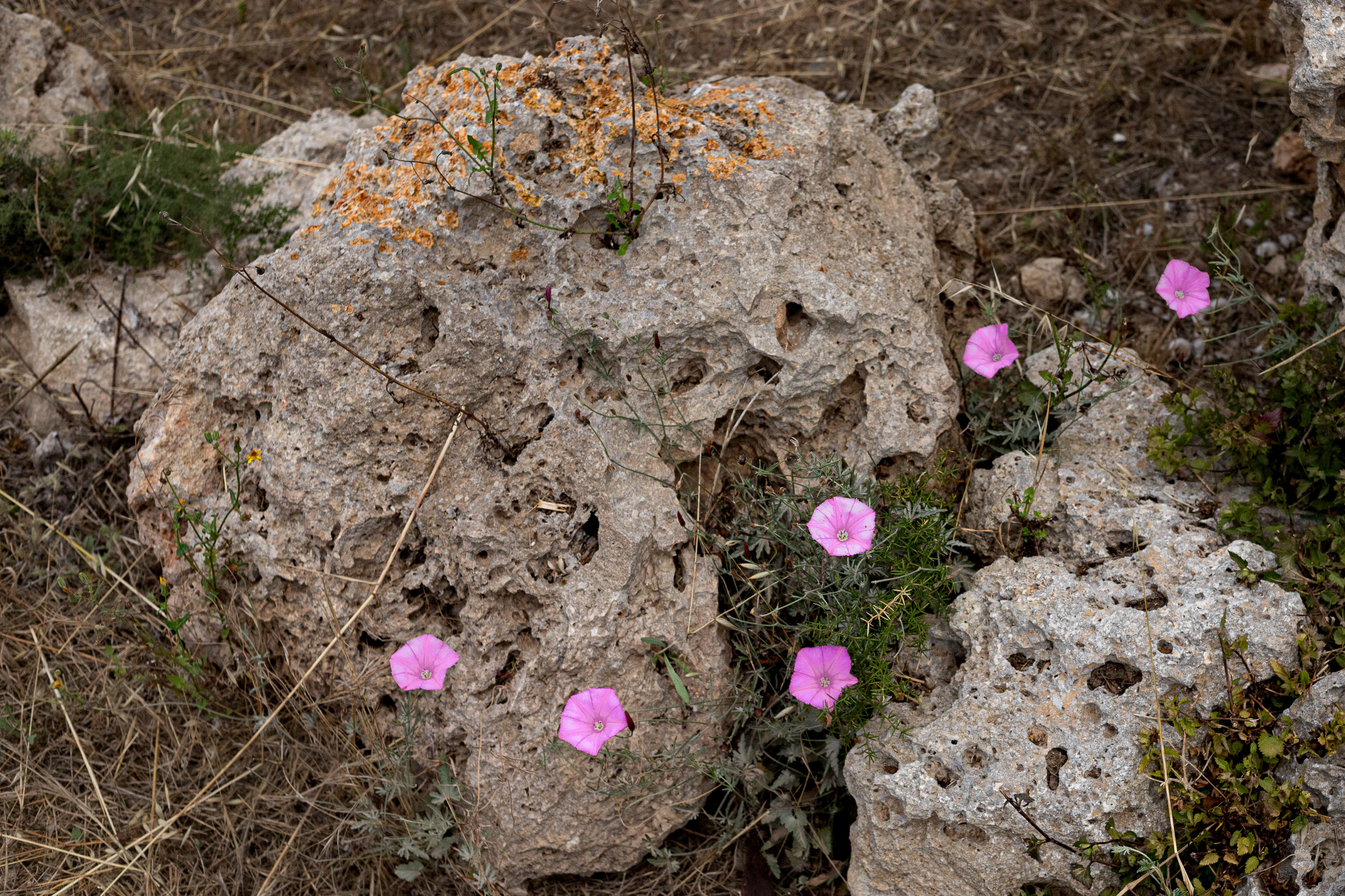 Ggantija. New flowers among ancient stones.