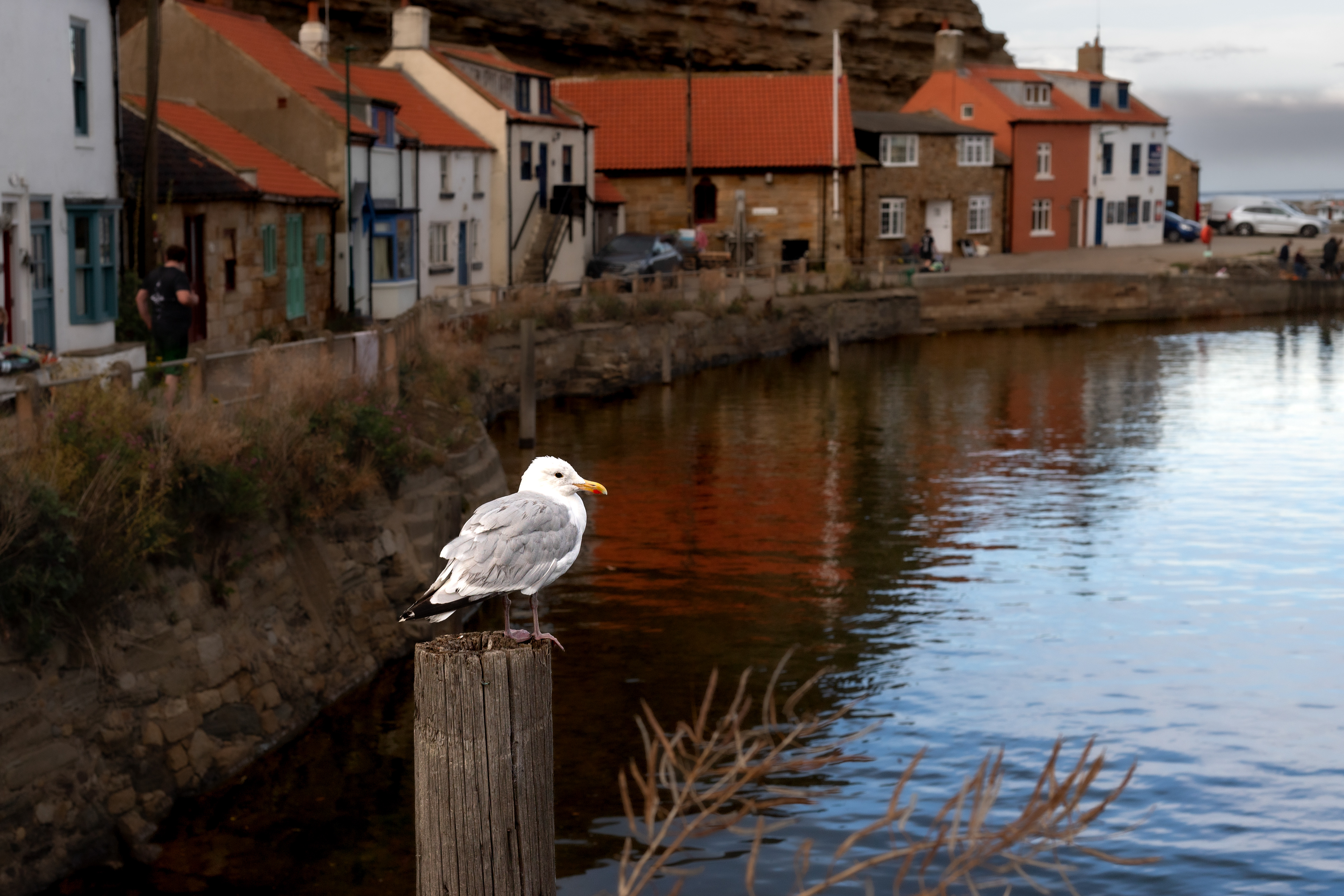 Sea gull.