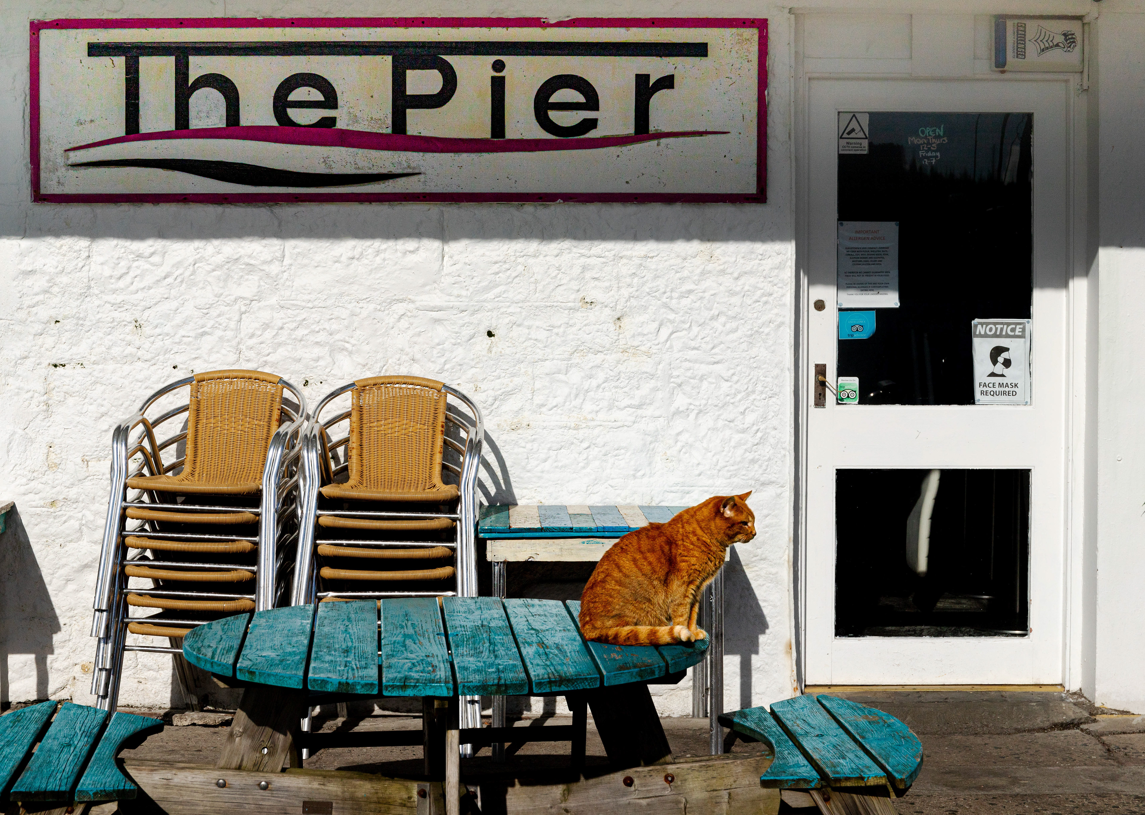The Tobermory Cat