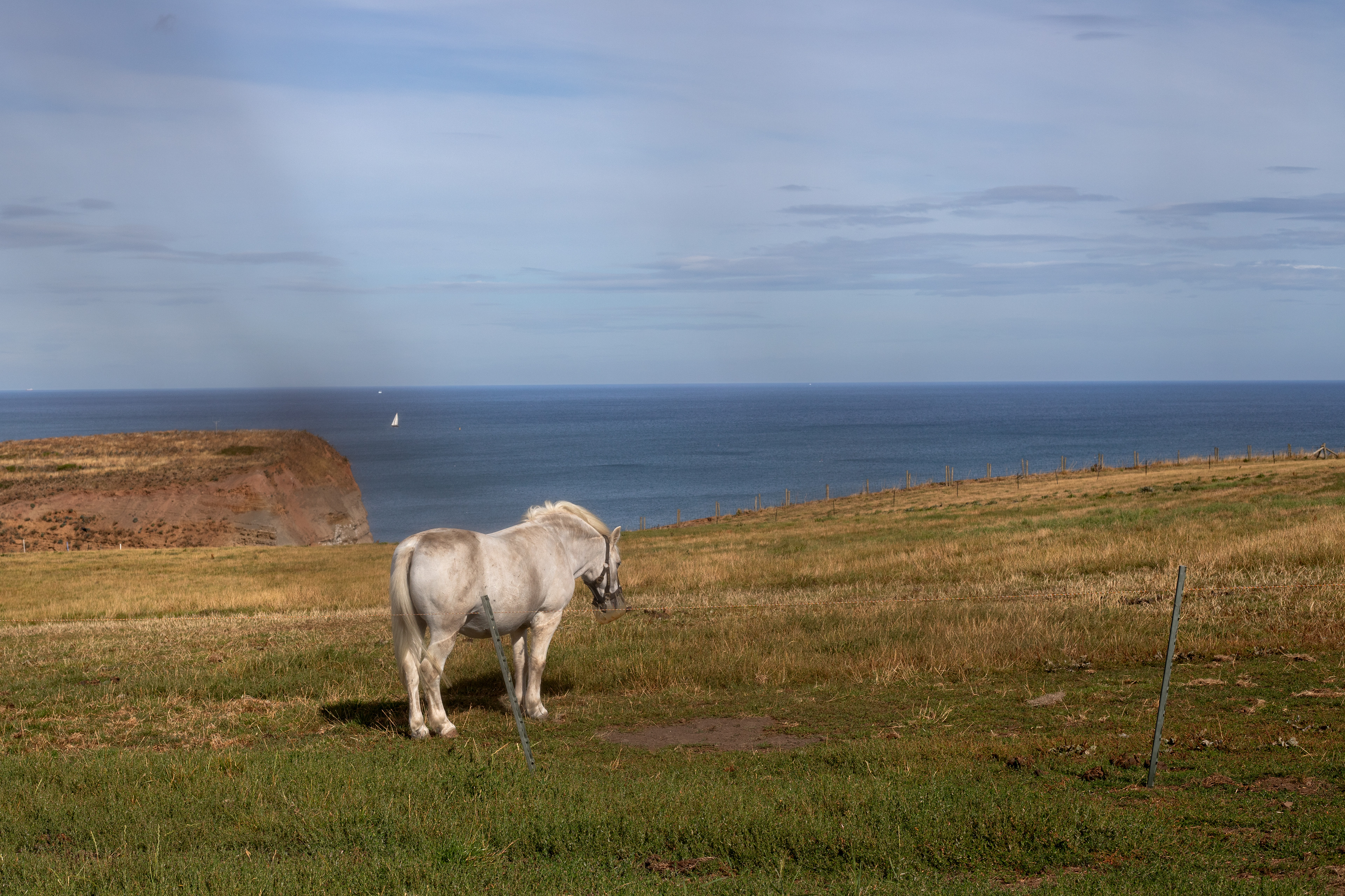 Local pony
