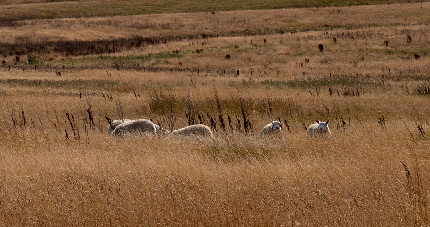 Sheep