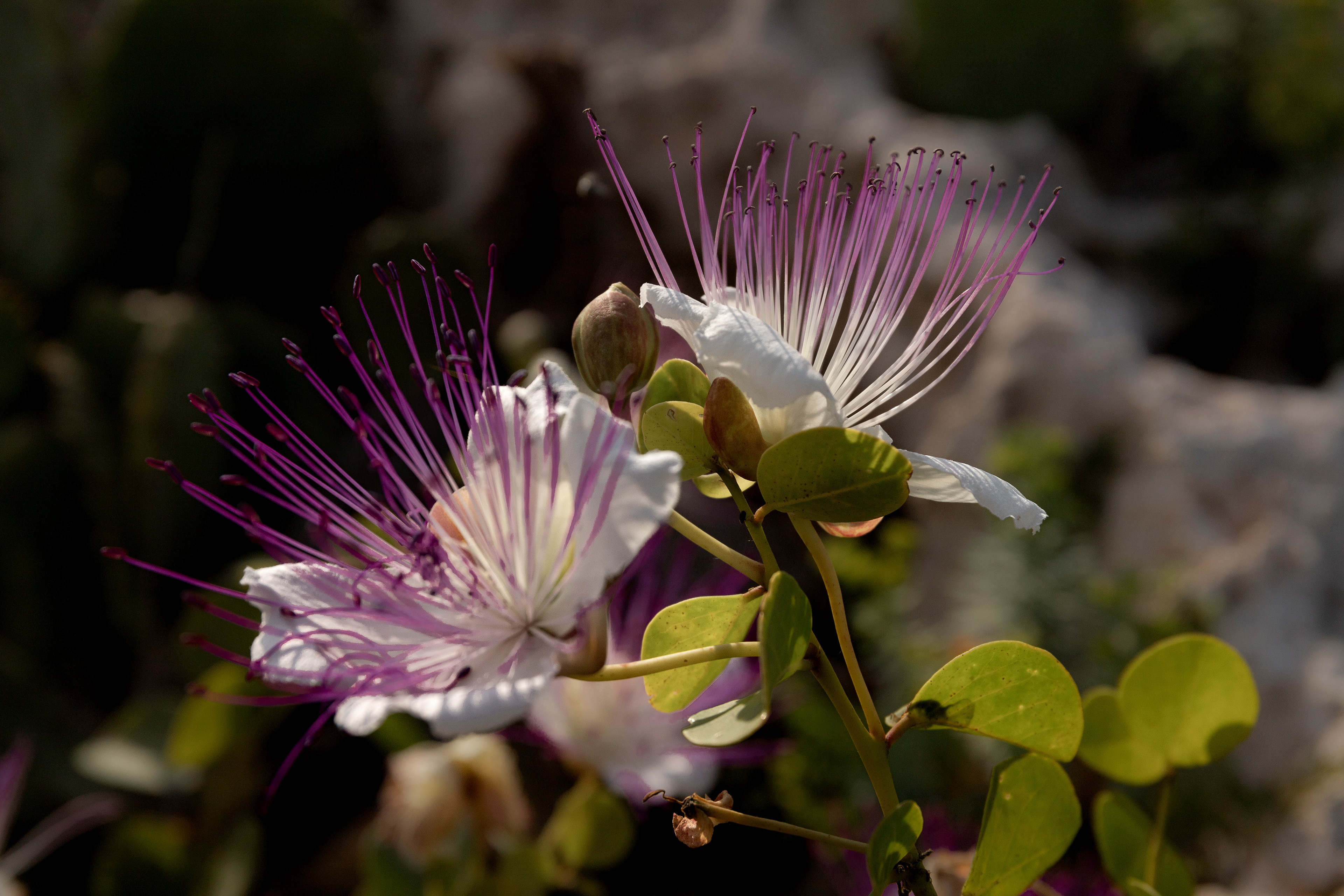 Caper berry.