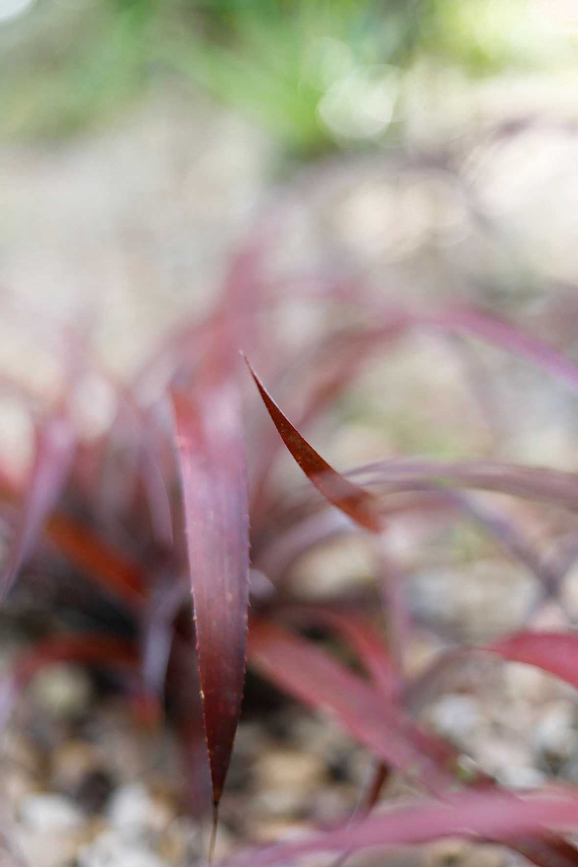 ©camillebarberonphotographie