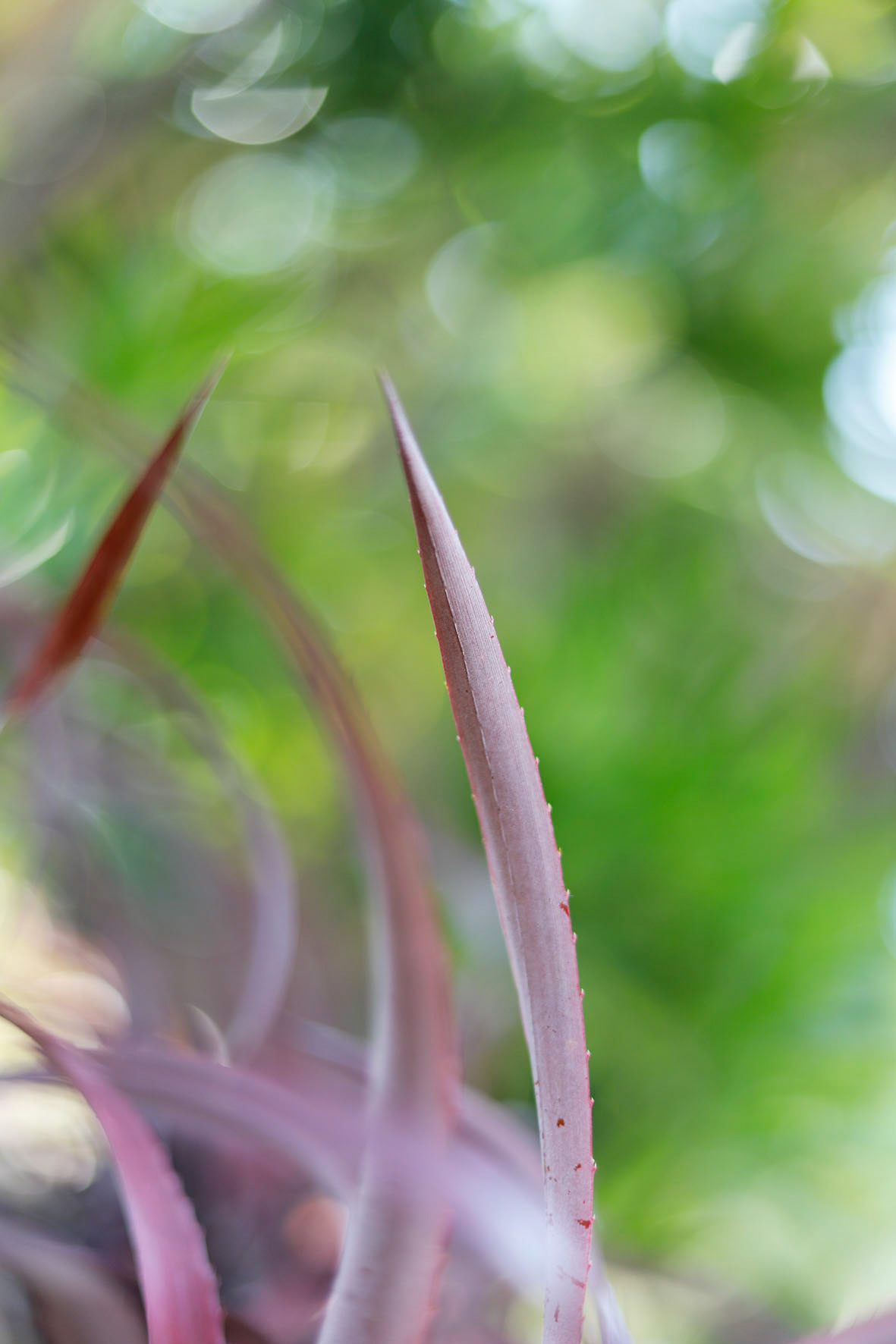 ©camillebarberonphotographie