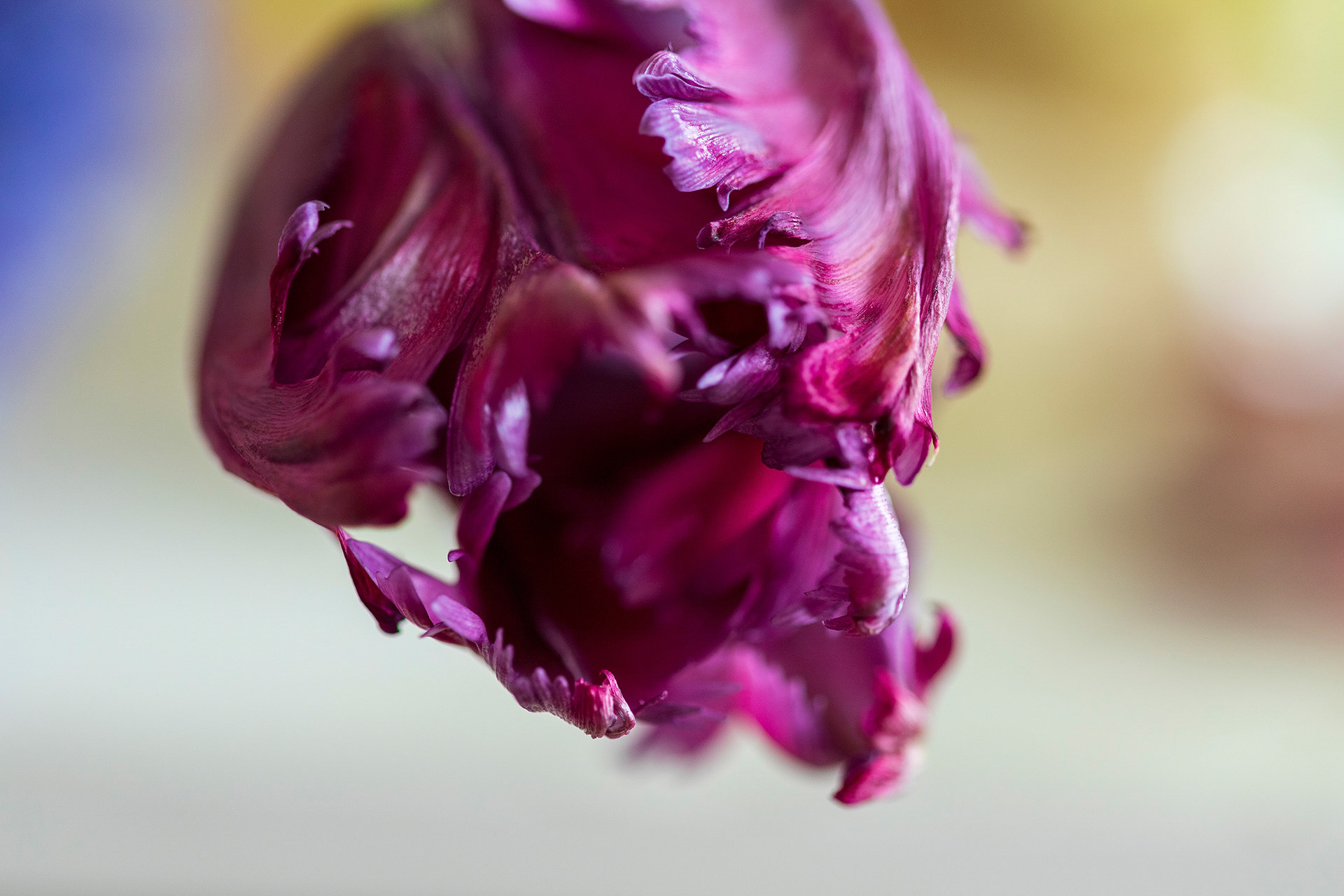 ©camillebarberonphotographie