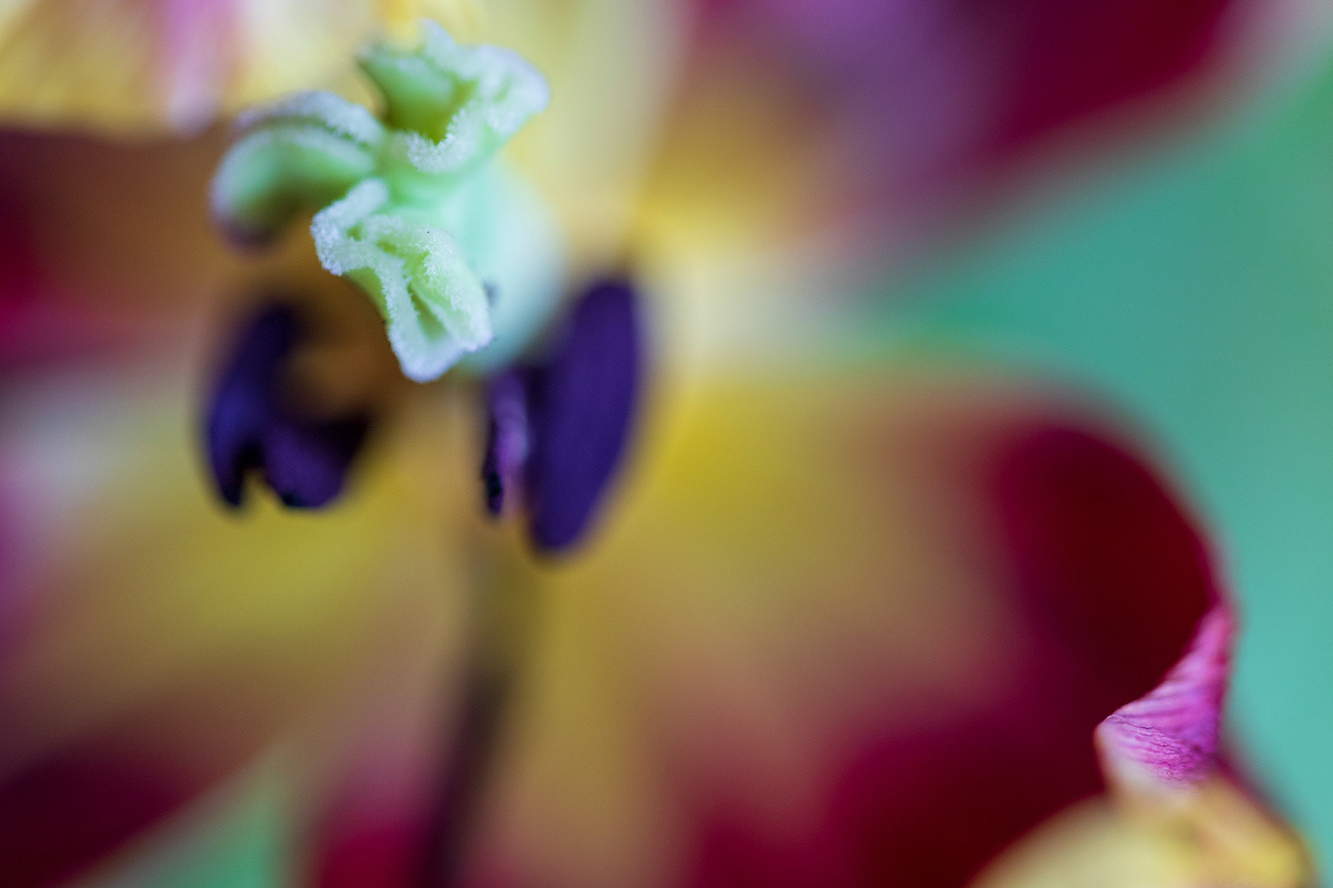©camillebarberonphotographie