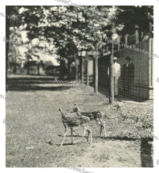TO-7 Dr. Kellogg's dear park by his Sunshine Playground