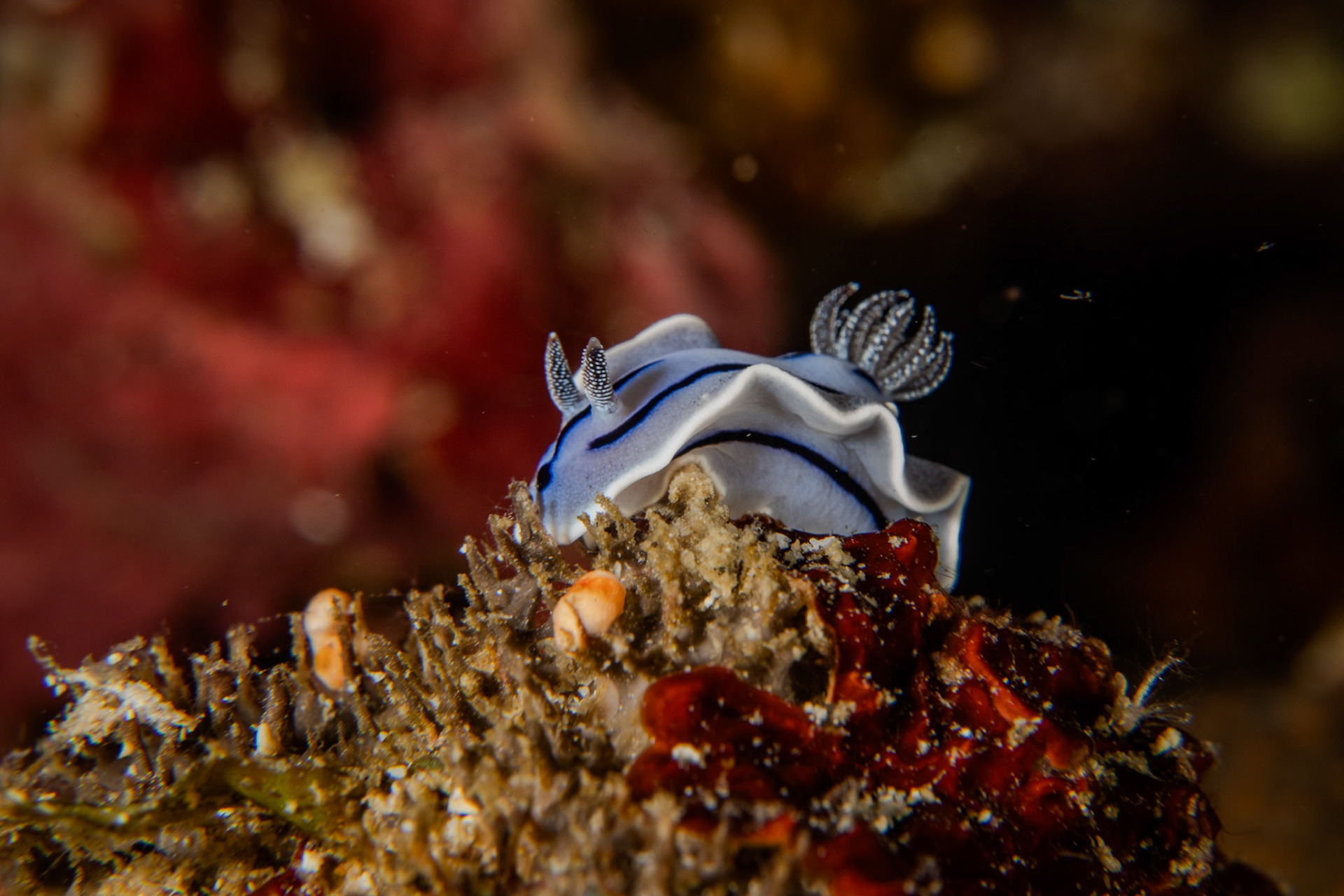 Chromodoris willani (nahožábří - nudibranchia)