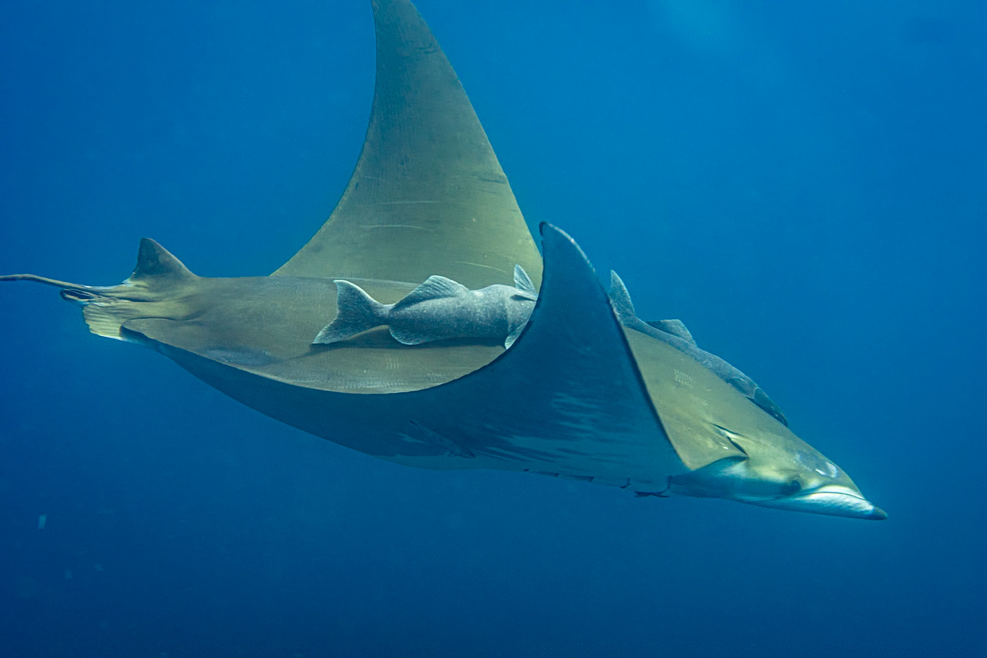 Mobula mobular