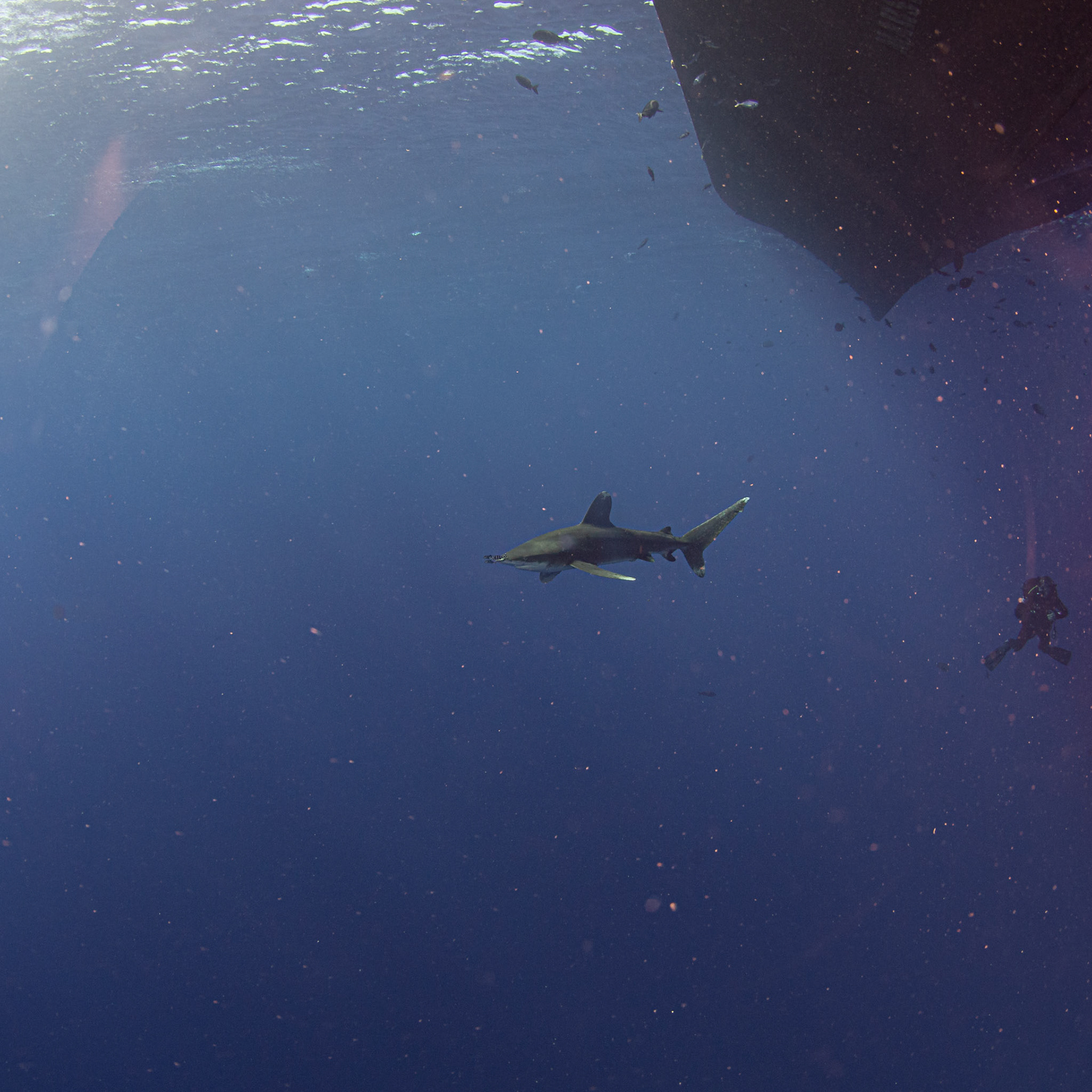 Carcharhinus longimanus, Oceanic whitetip shark