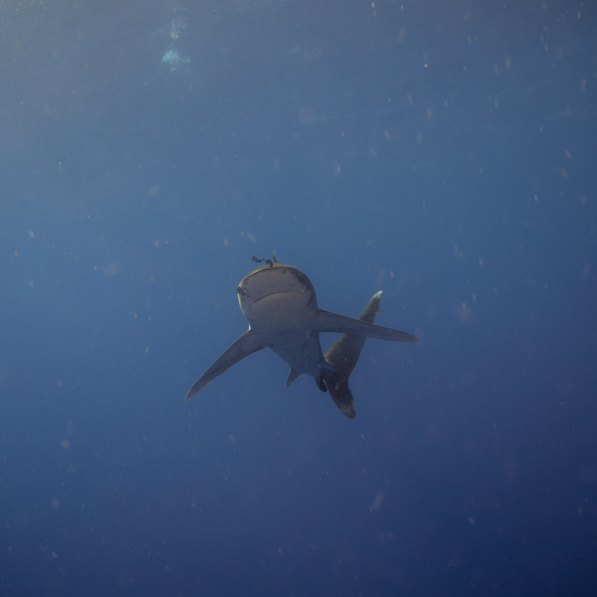Carcharhinus longimanus, Oceanic whitetip shark