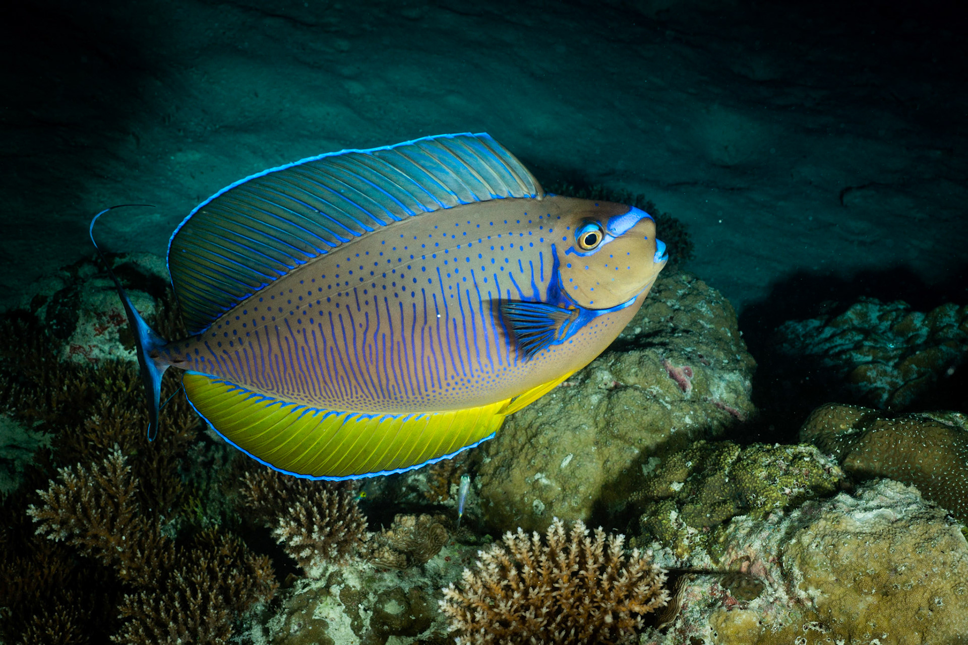 Noční ponor na Bushi Reef