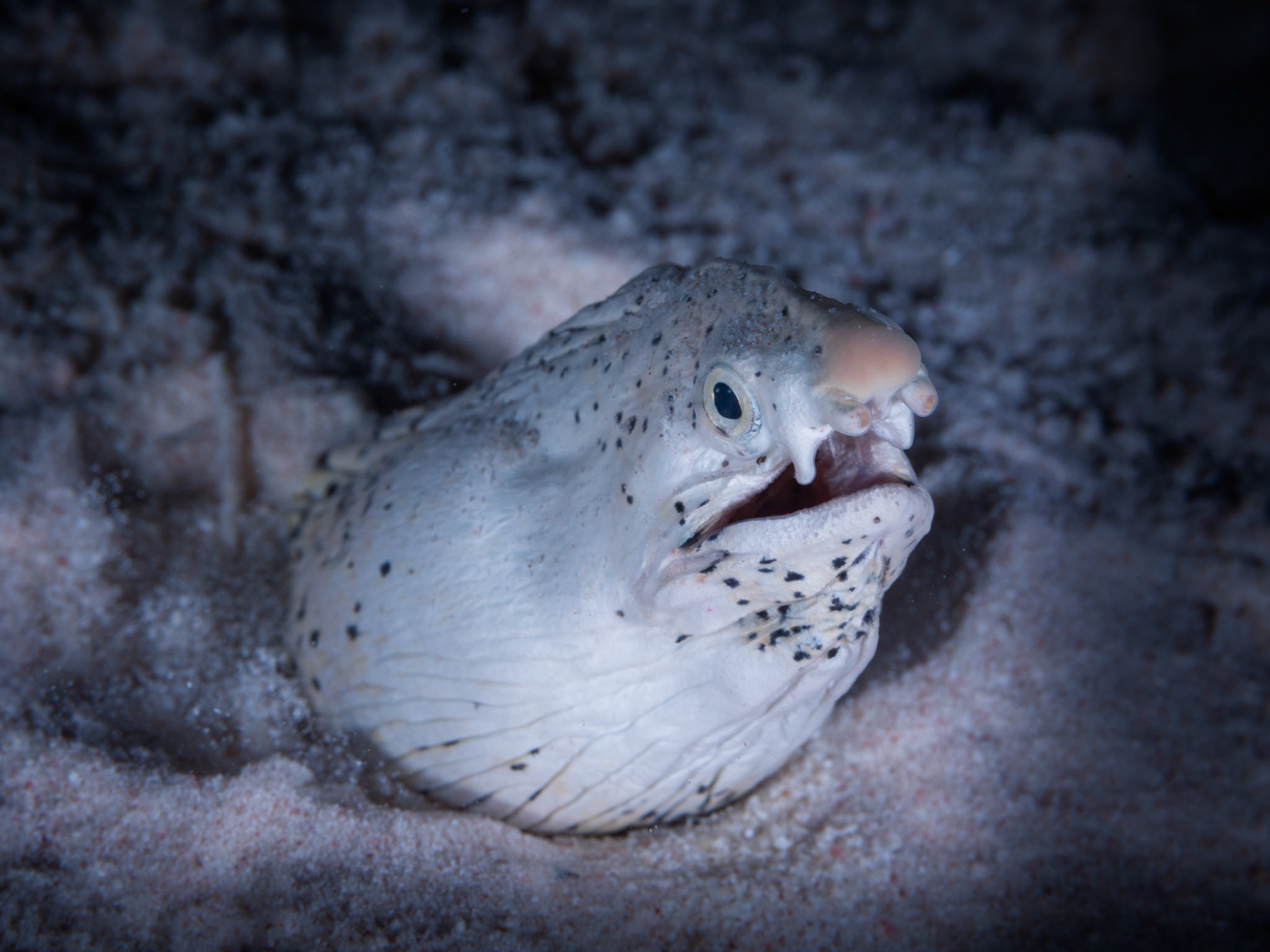 Callechelys marmorata