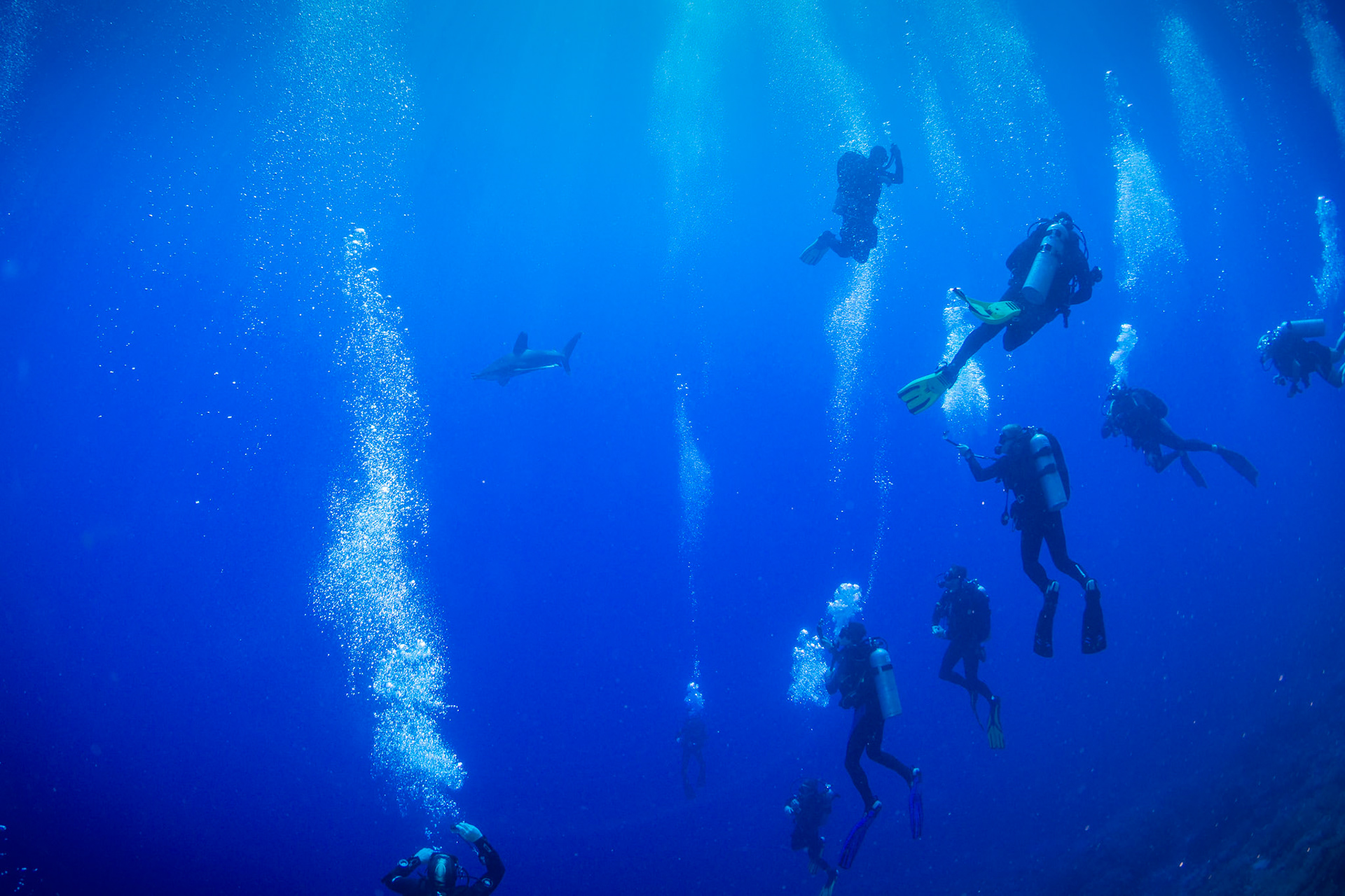 Carcharhinus longimanus, Oceanic whitetip shark