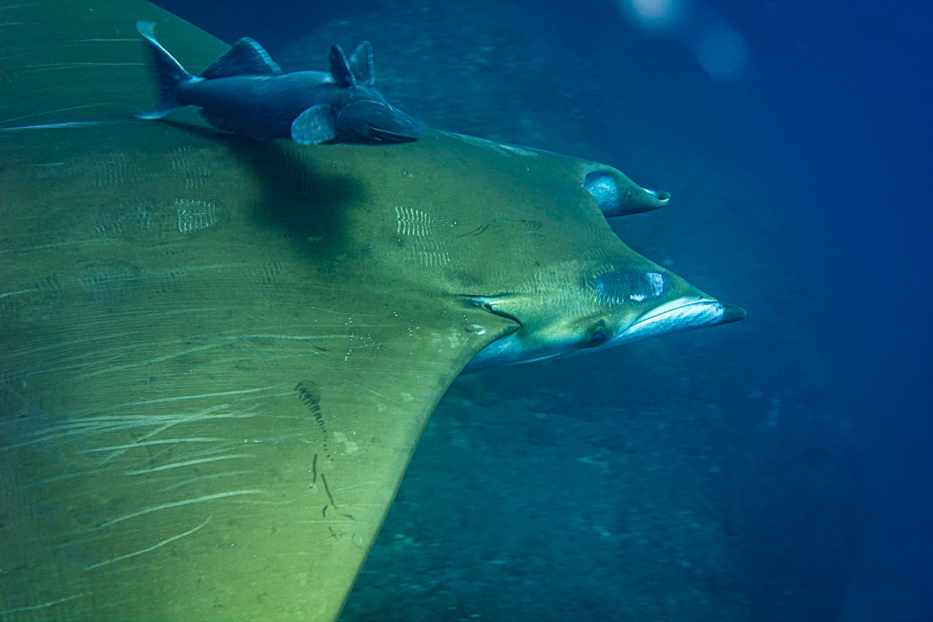 Mobula mobular