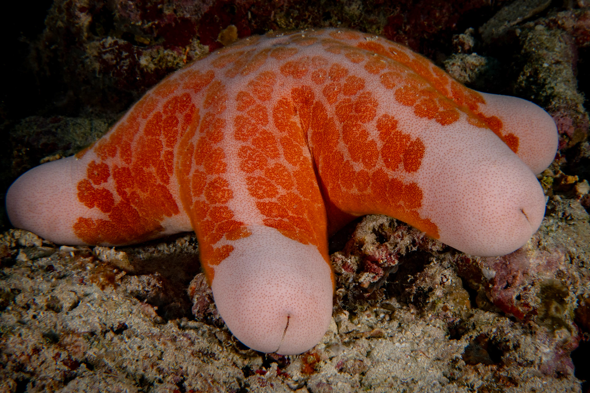 Choriaster granulatus (Granulovaná mořská hvězda, doughboy starfish)