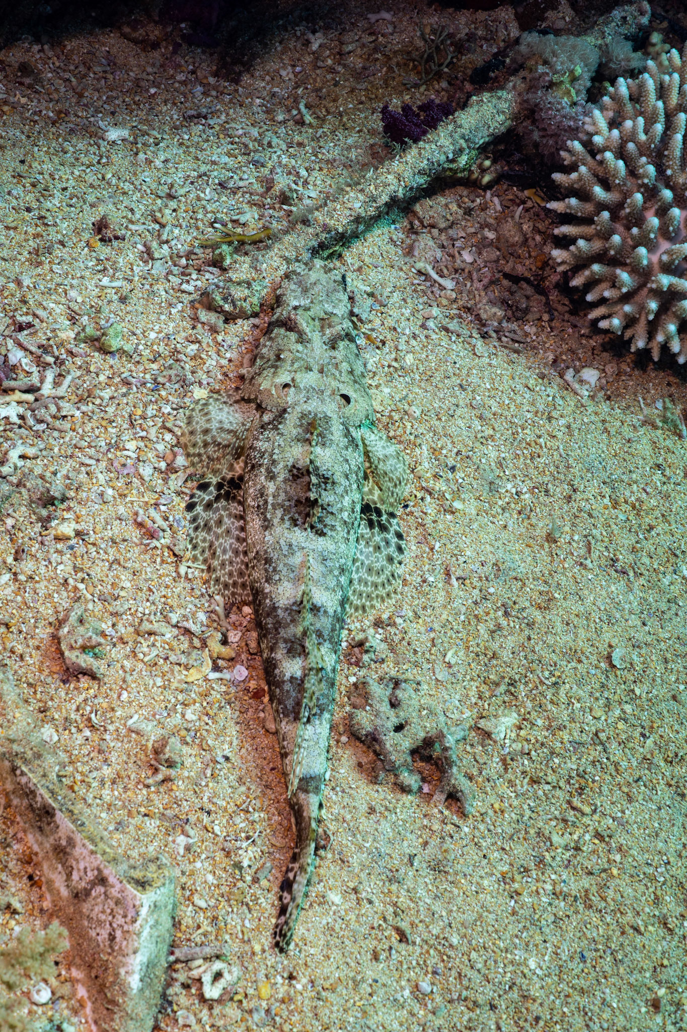 Papilloculiceps longiceps