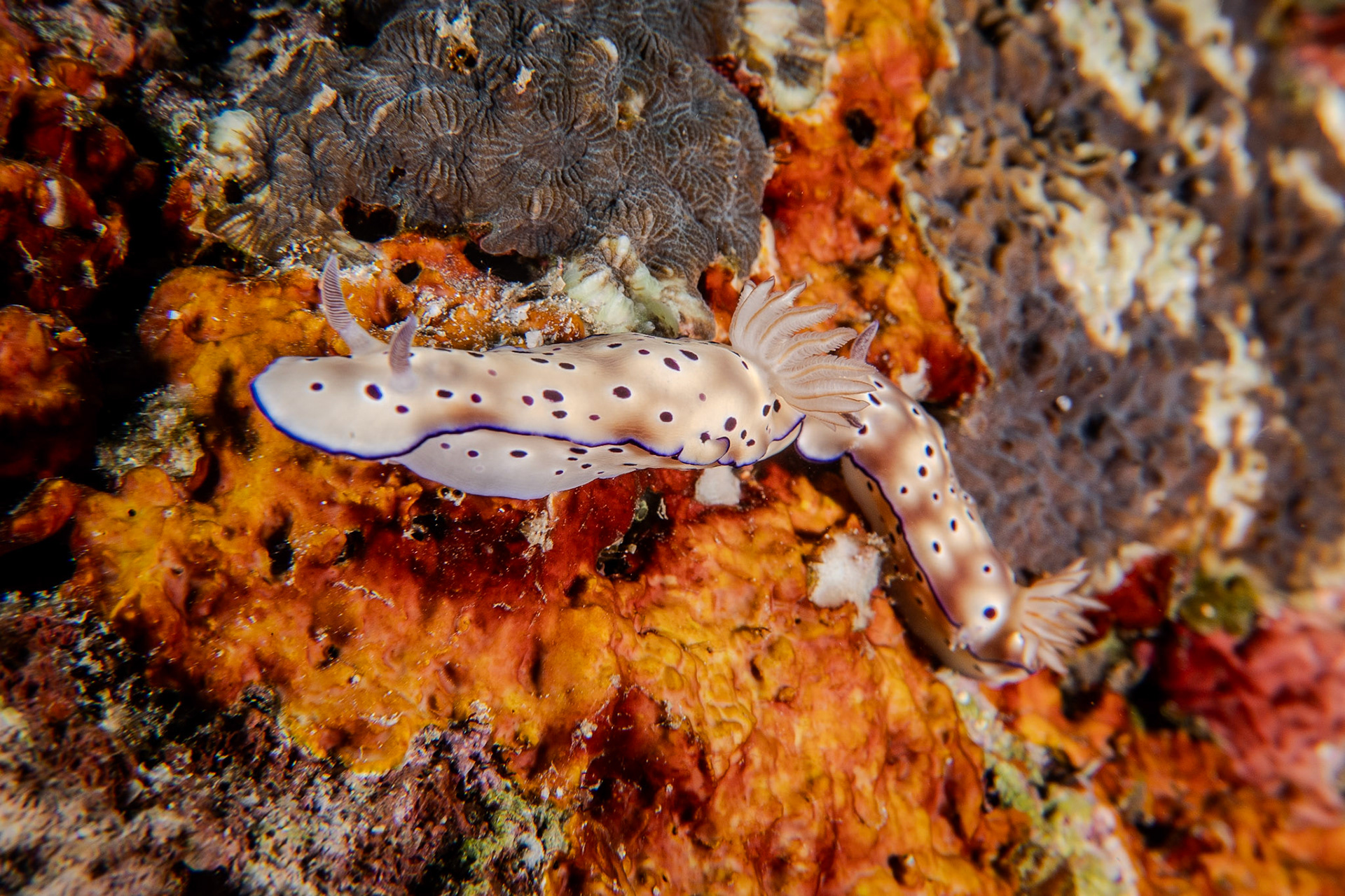 Hypselodoris tryoni