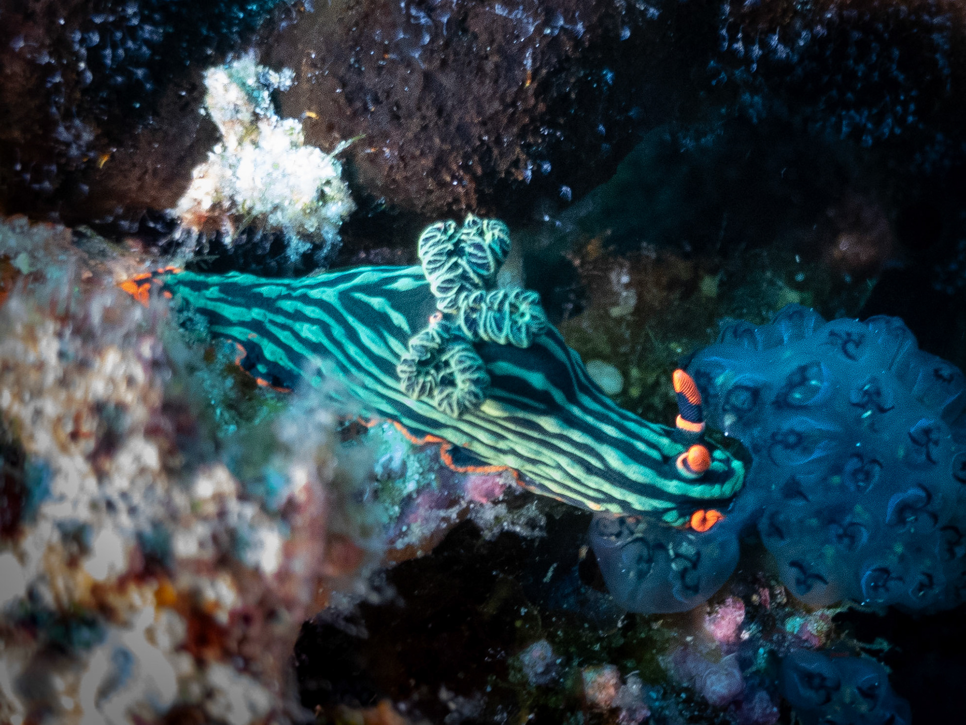 Neonový slimák (Neon slug)