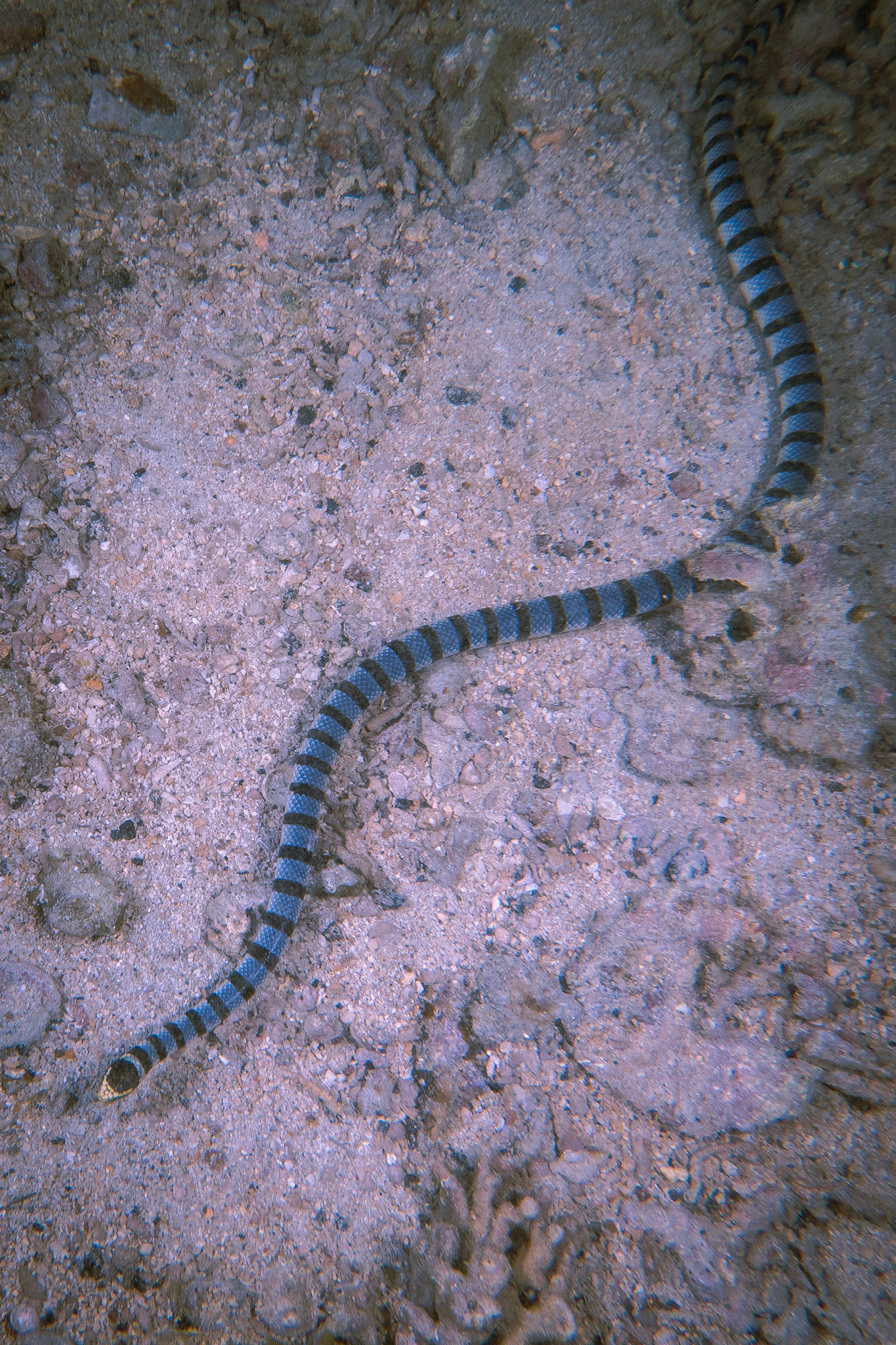 Vlnožil užovkový (Sea crait) 