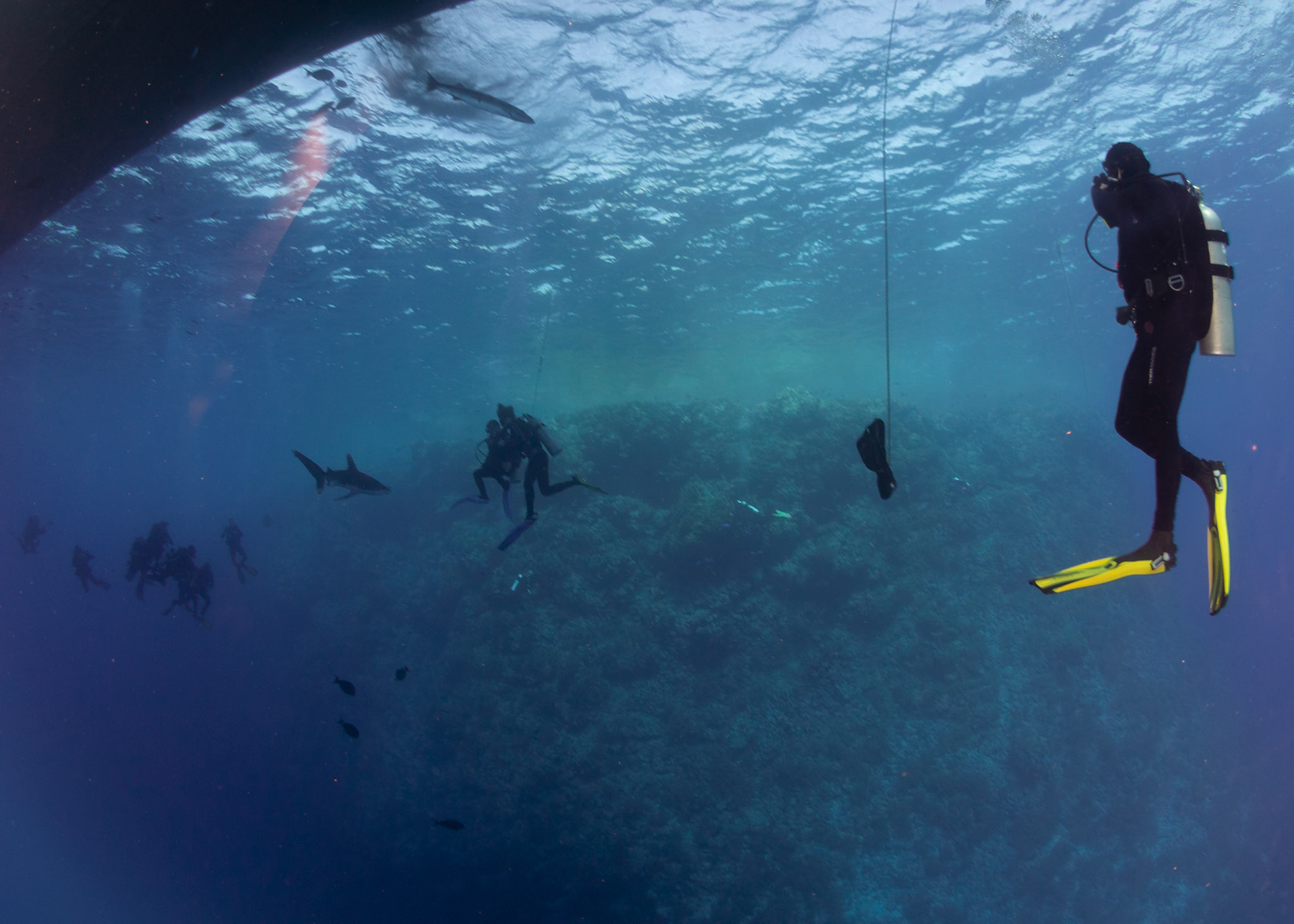 Carcharhinus longimanus, Oceanic whitetip shark