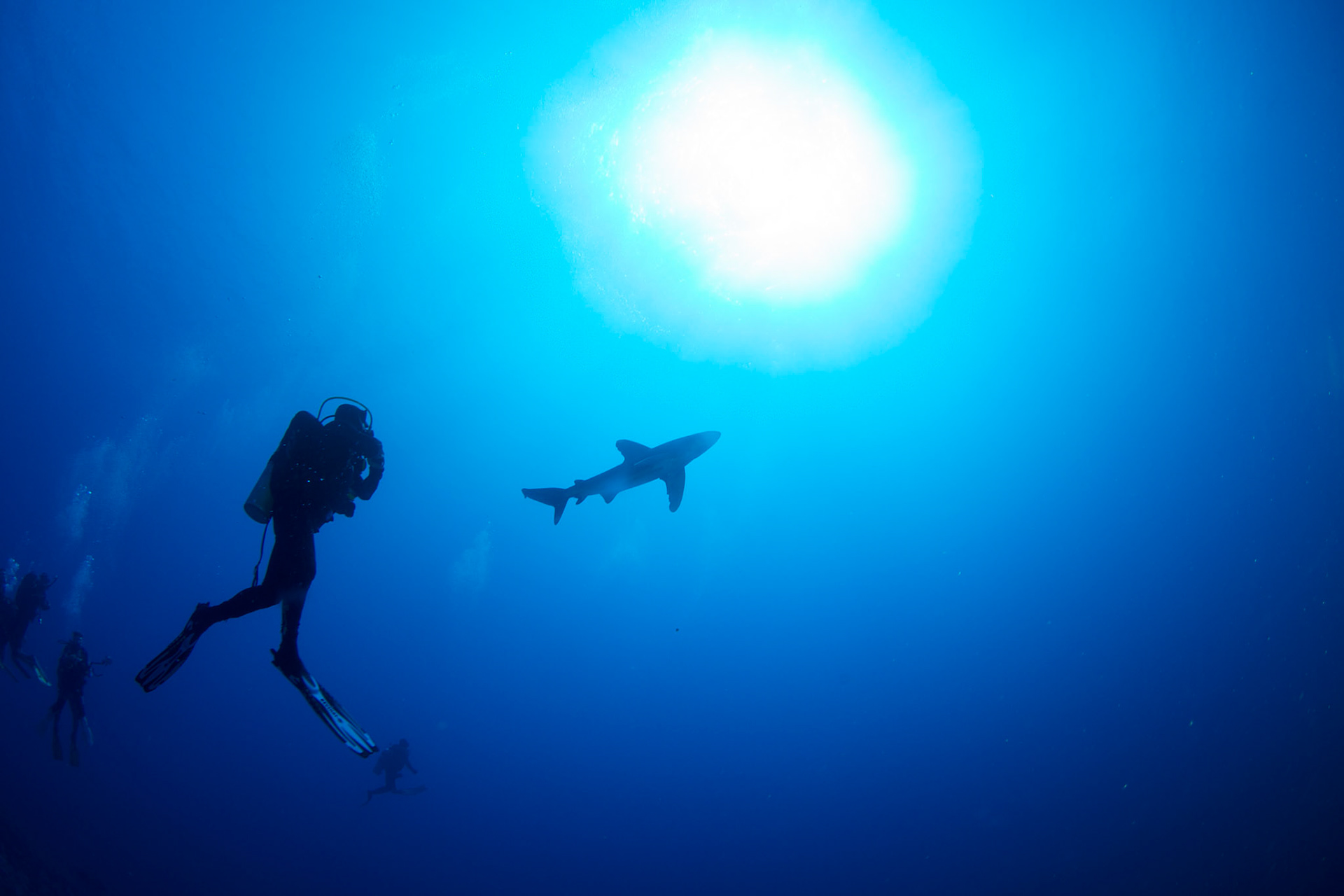 Carcharhinus longimanus, Oceanic whitetip shark