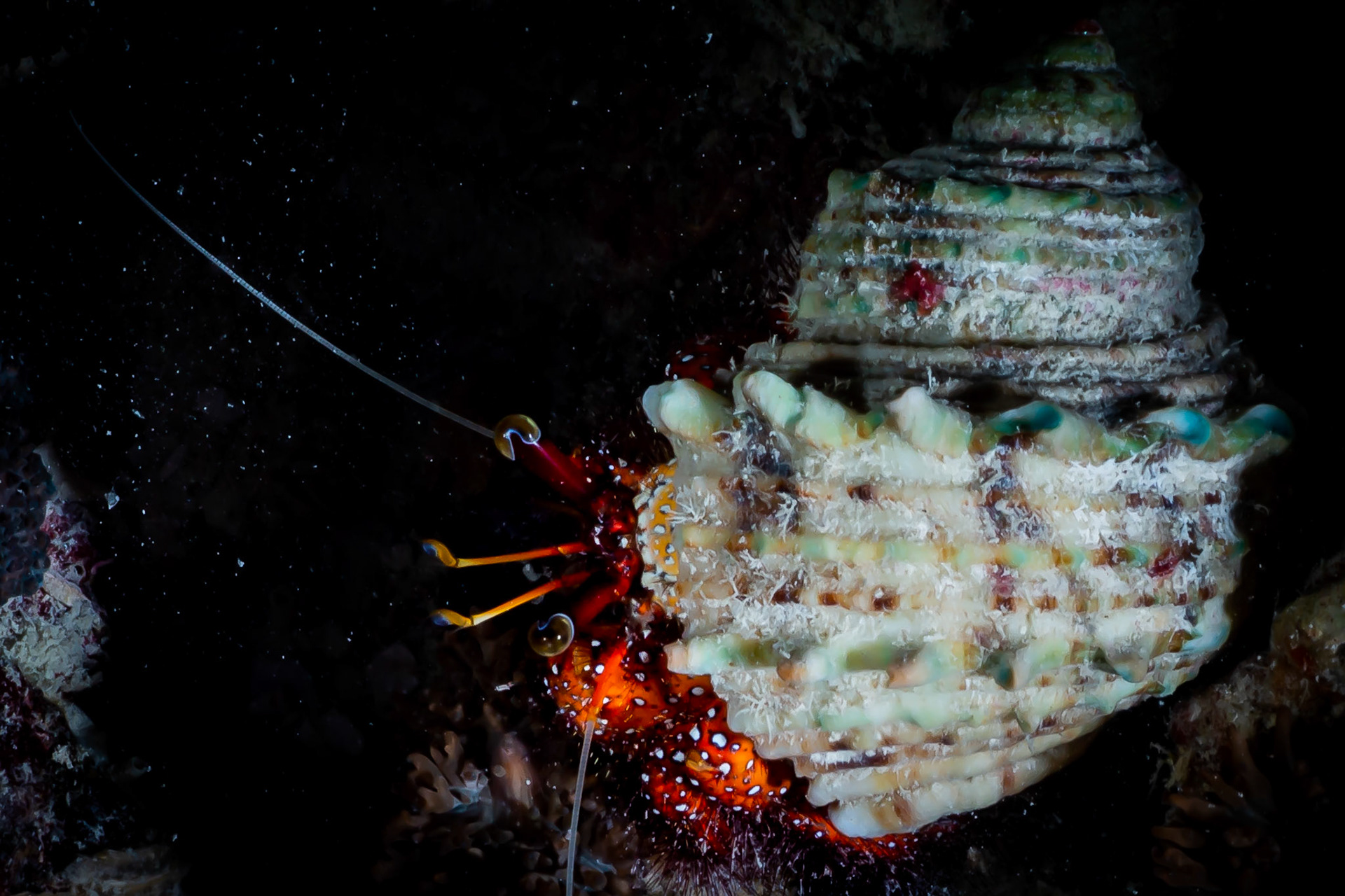 Noční ponor na Bushi Reef