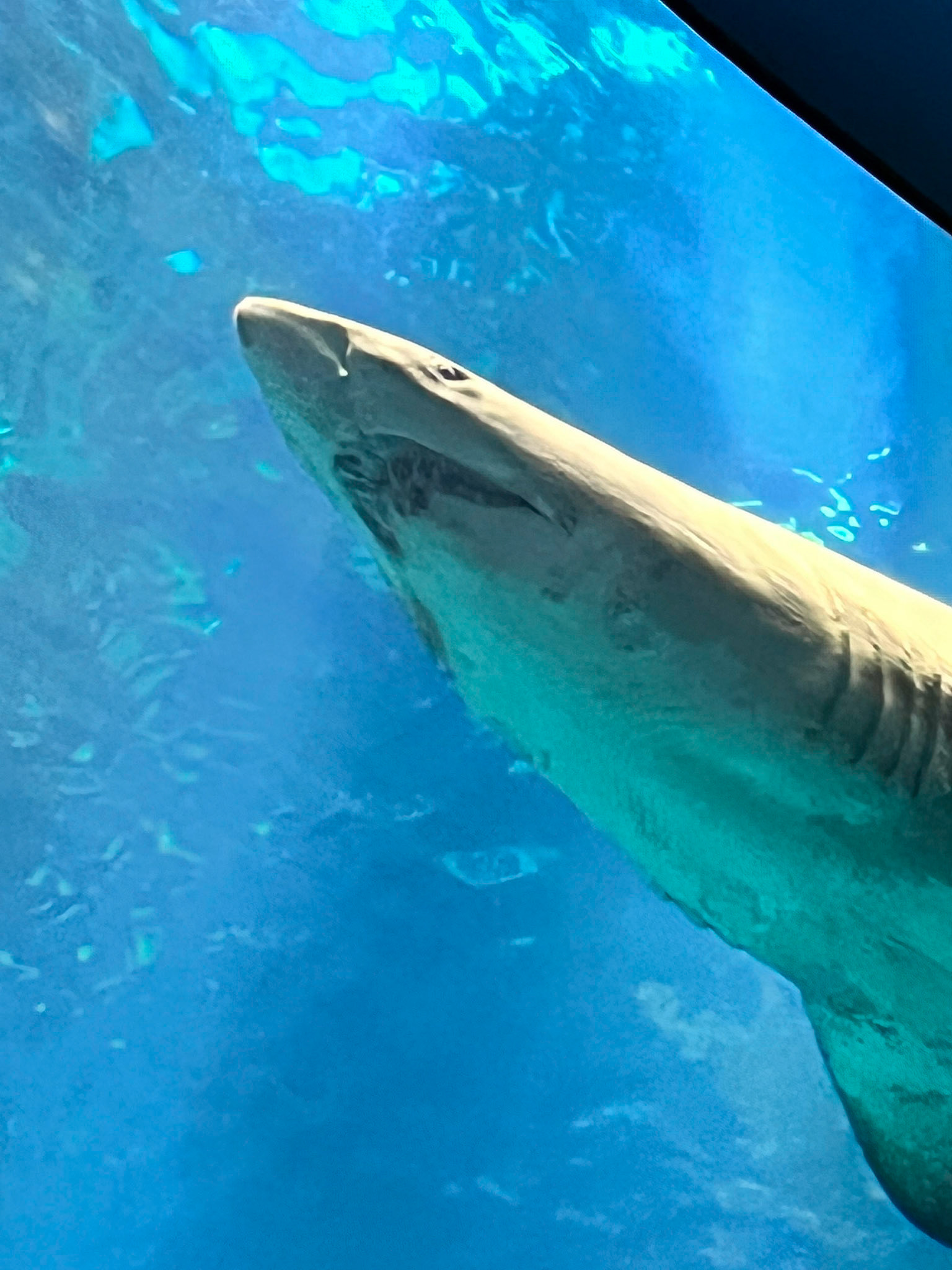 Kuwait Scientific Center, Aquarium