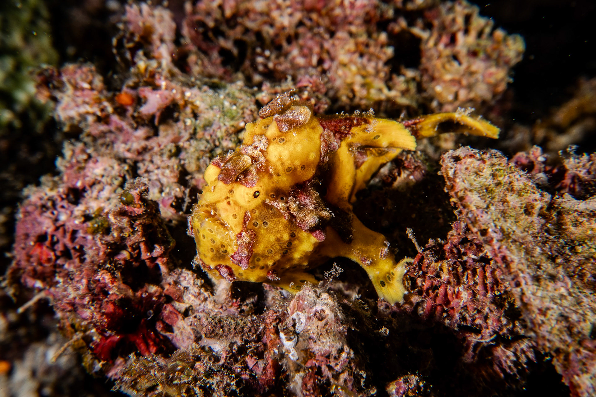 Rozedranec (Frog fish)