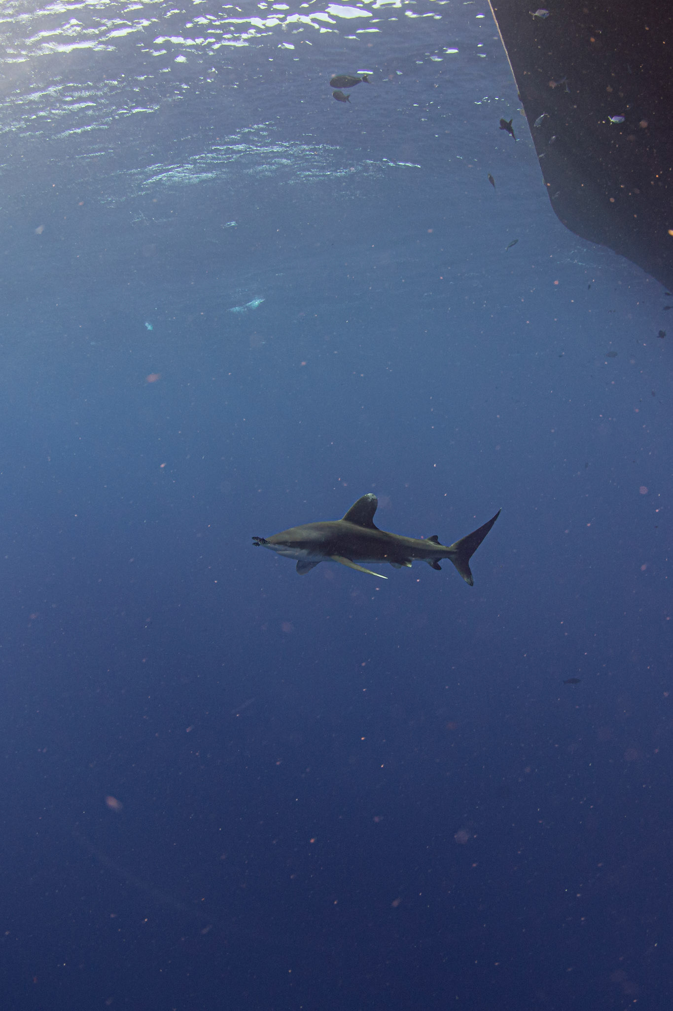 Carcharhinus longimanus, Oceanic whitetip shark