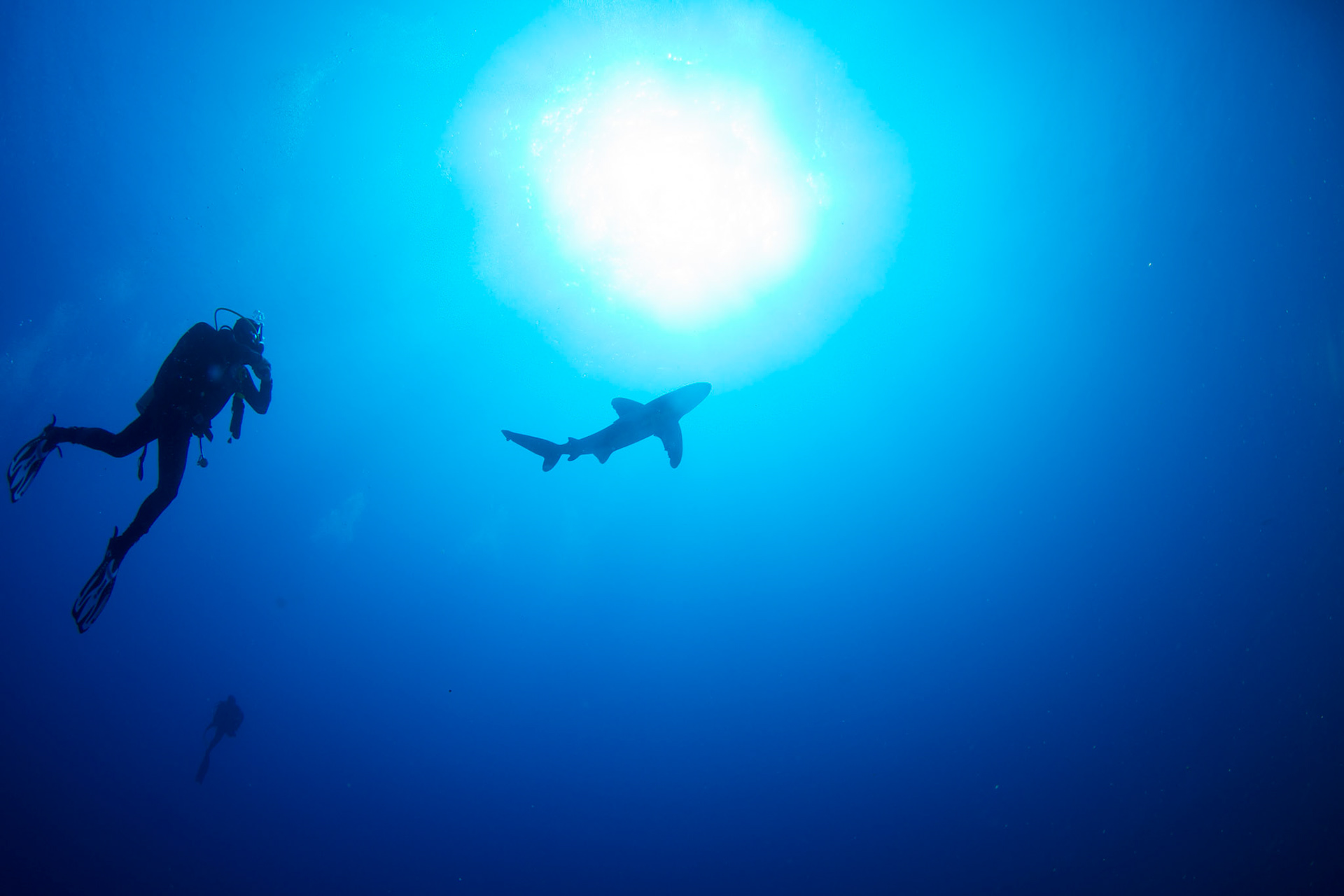 Carcharhinus longimanus, Oceanic whitetip shark