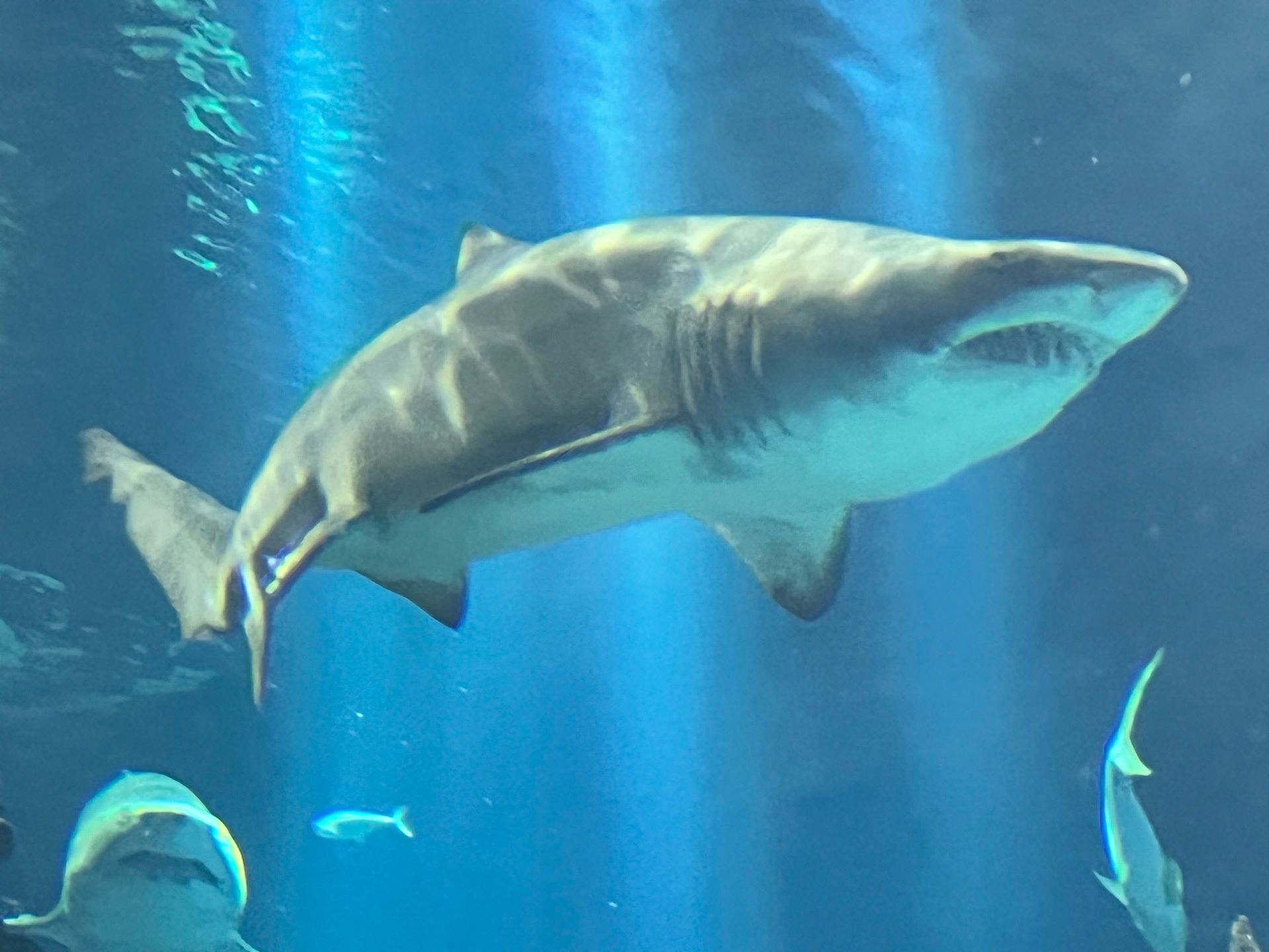 Kuwait Scientific Center, Aquarium