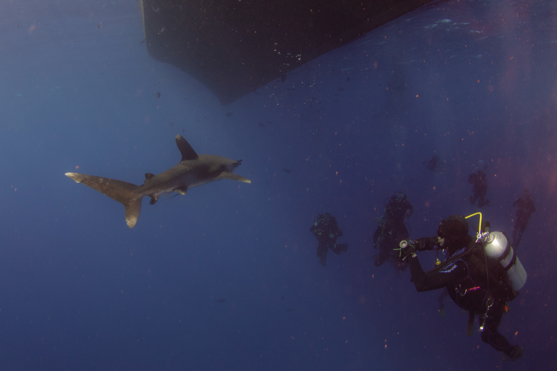 Carcharhinus longimanus, Oceanic whitetip shark