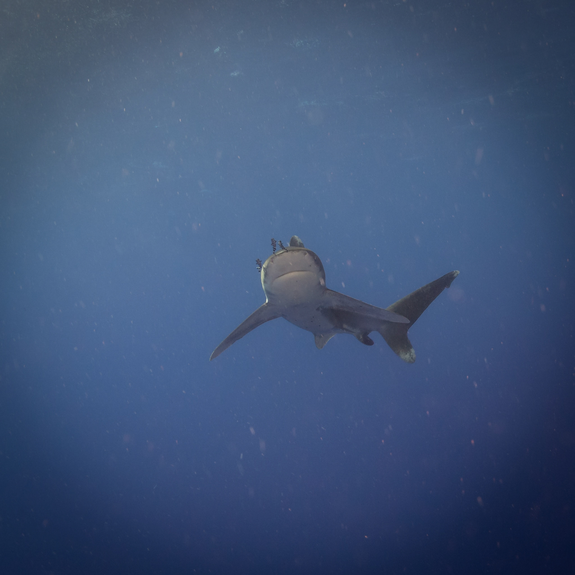 Carcharhinus longimanus, Oceanic whitetip shark