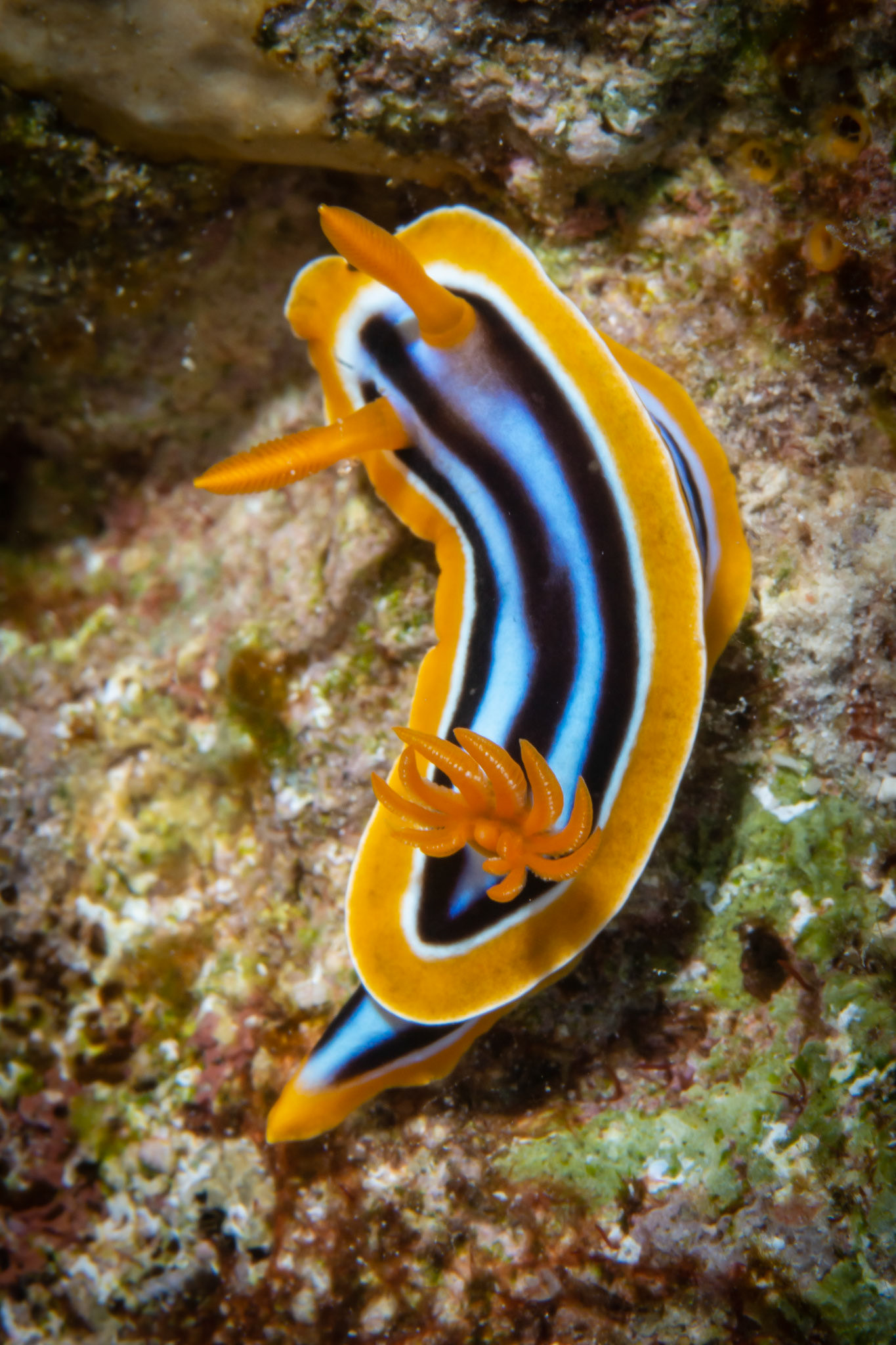 Chromodoris africana