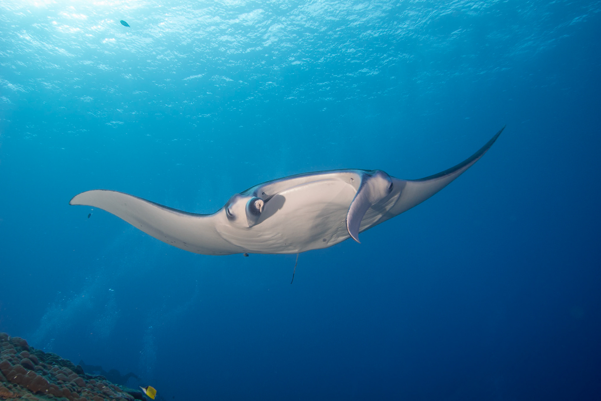Manta