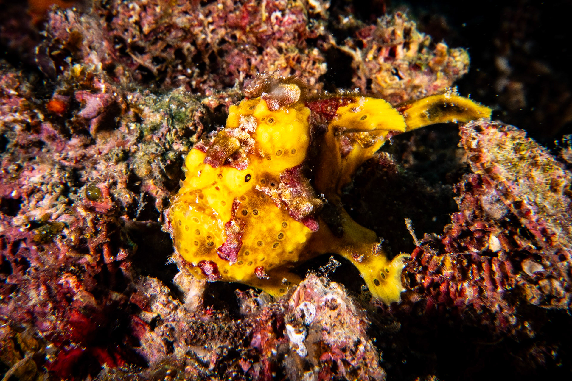 Rozedranec (Frog fish)