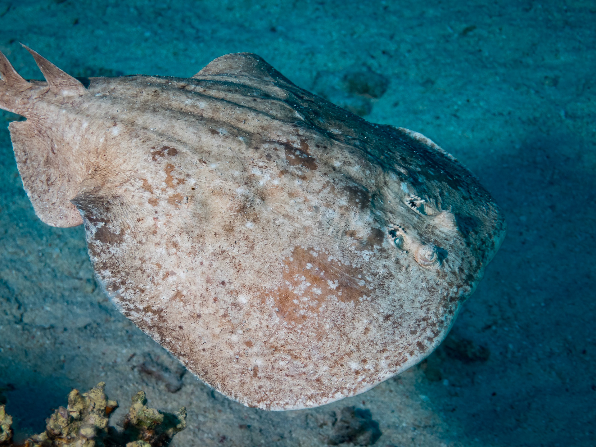 Hypnos monopterygium