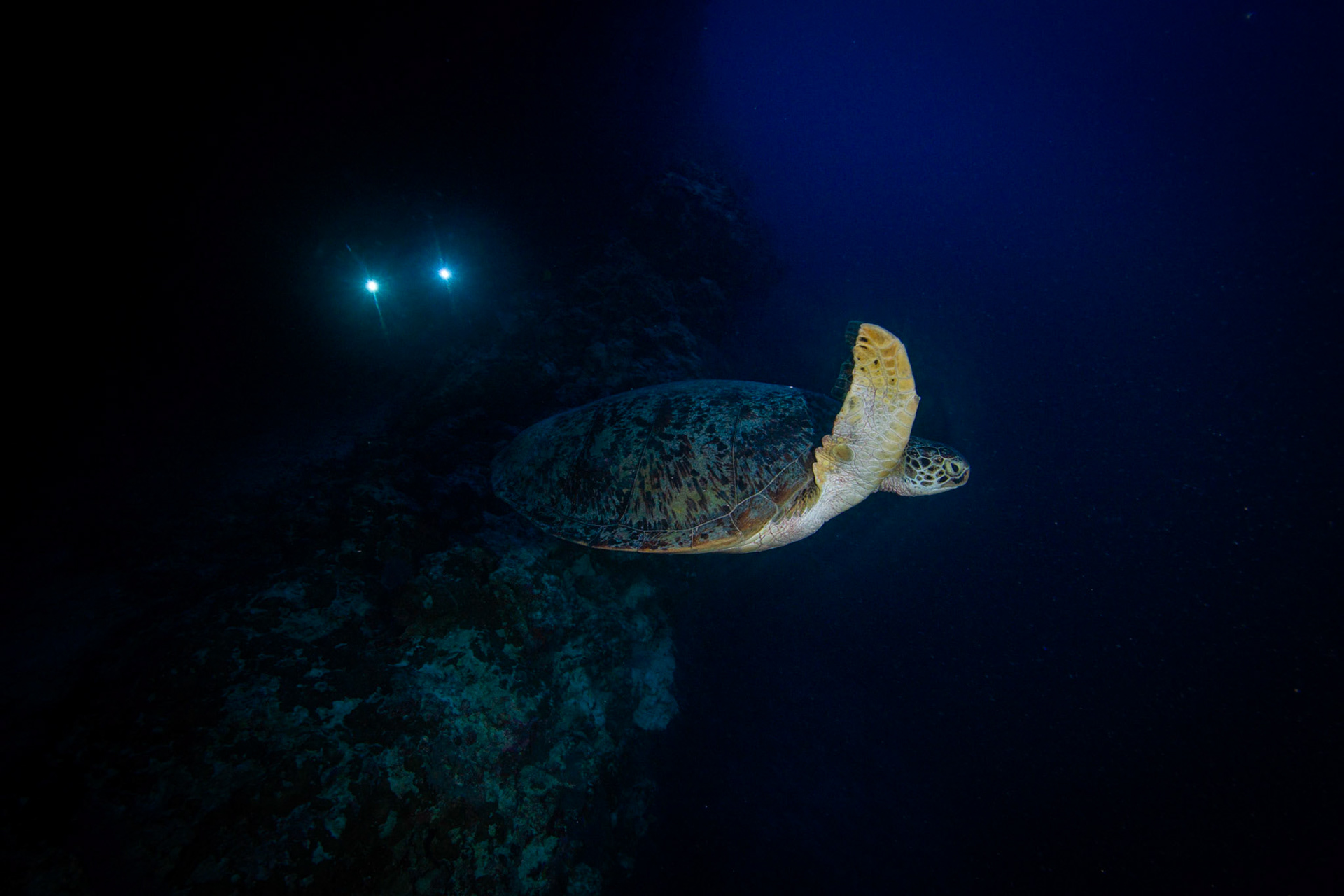 Želva na Kuda Kandu
