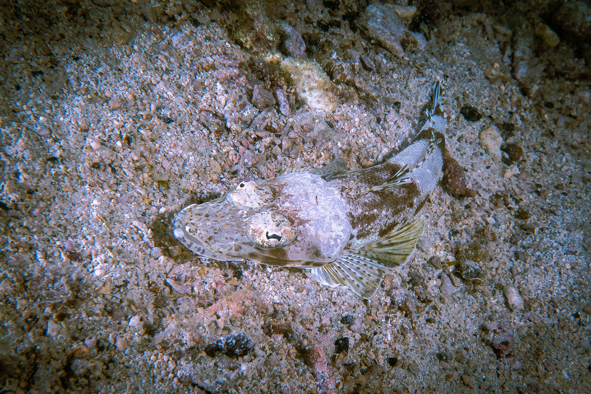 Ploskozubec indický