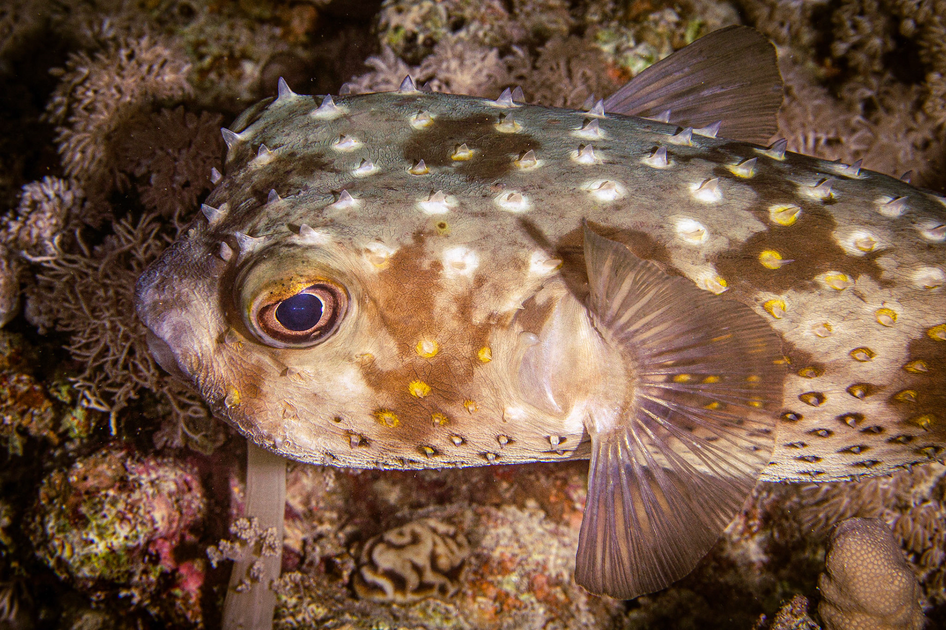 Cyclichthys spilostylus