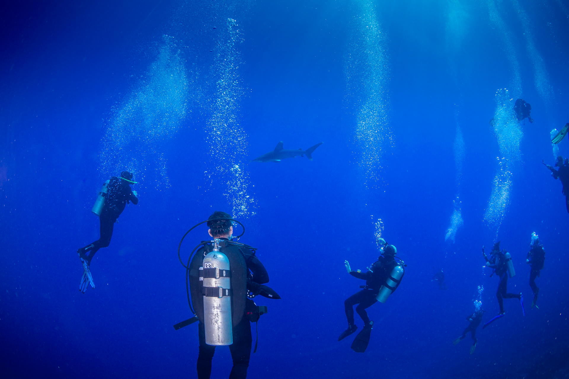 Carcharhinus longimanus, Oceanic whitetip shark