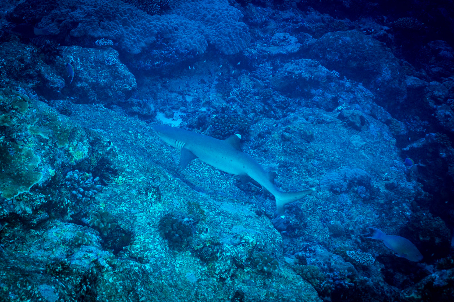 Whitetip reef shark