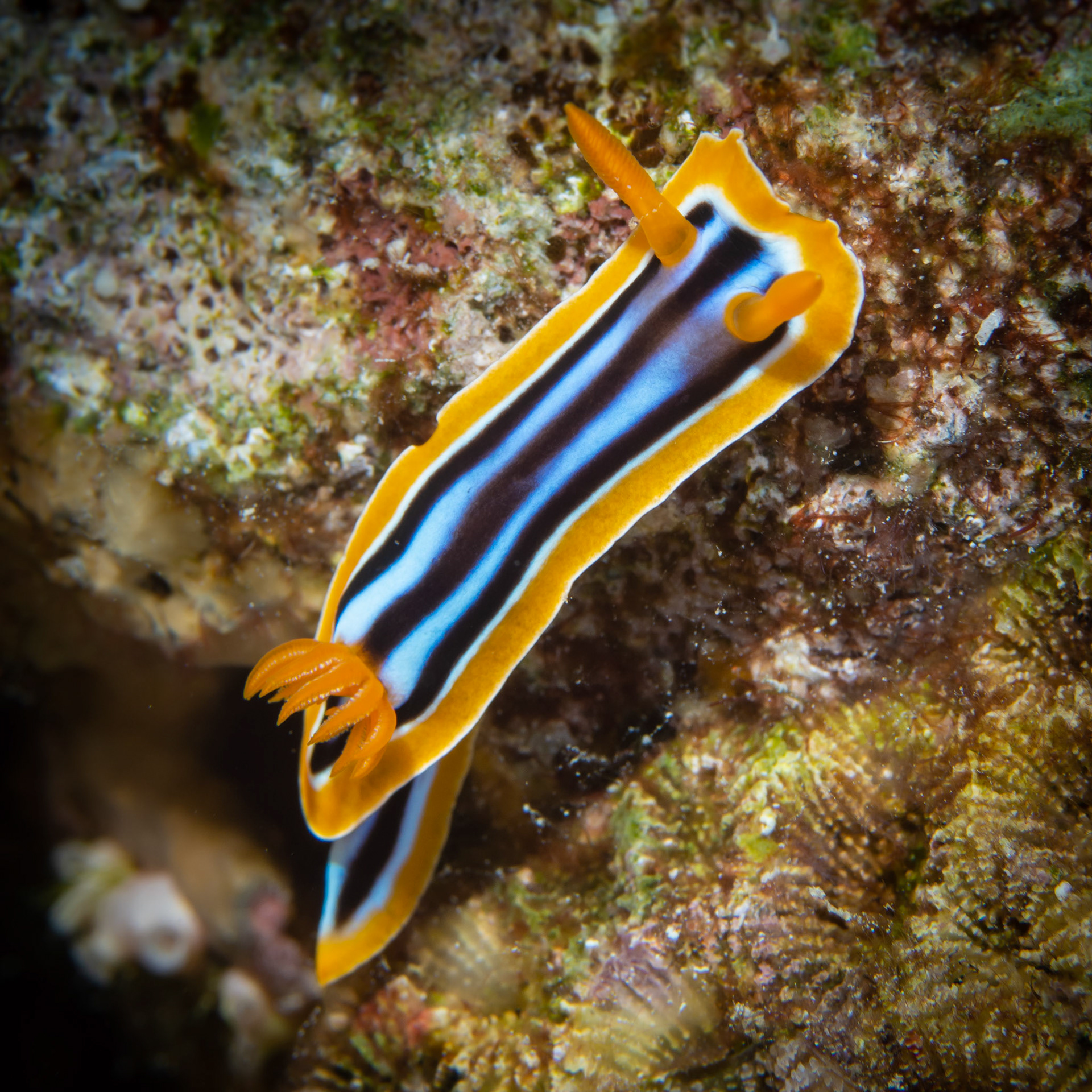 Chromodoris africana