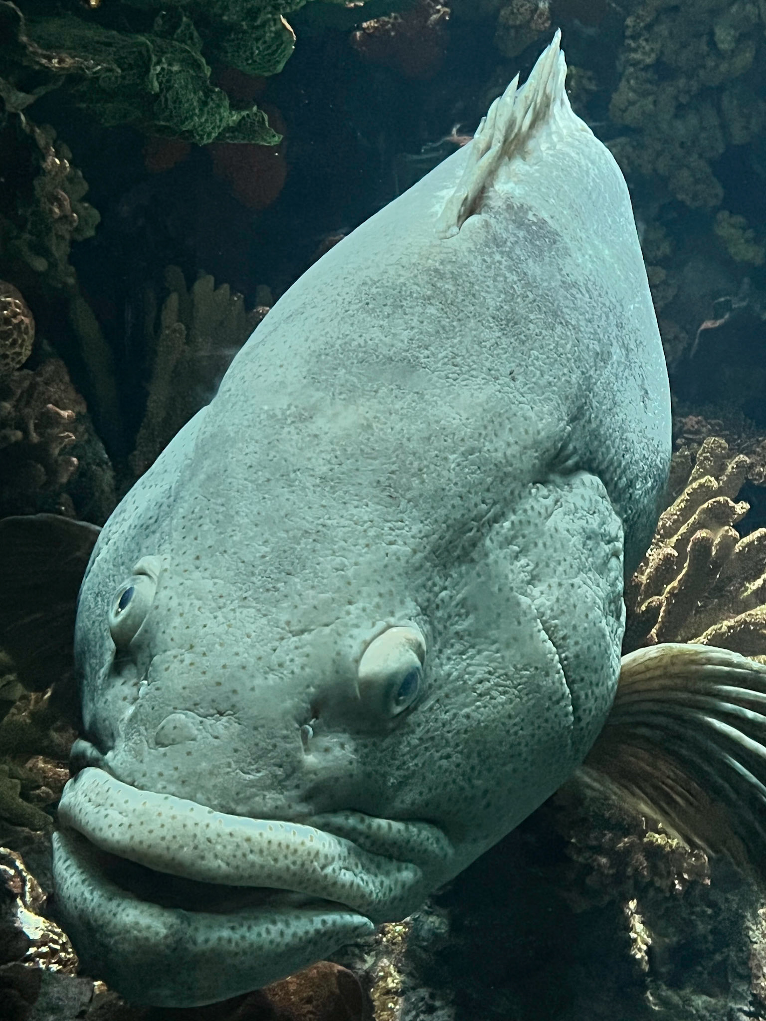 Kuwait Scientific Center, Aquarium